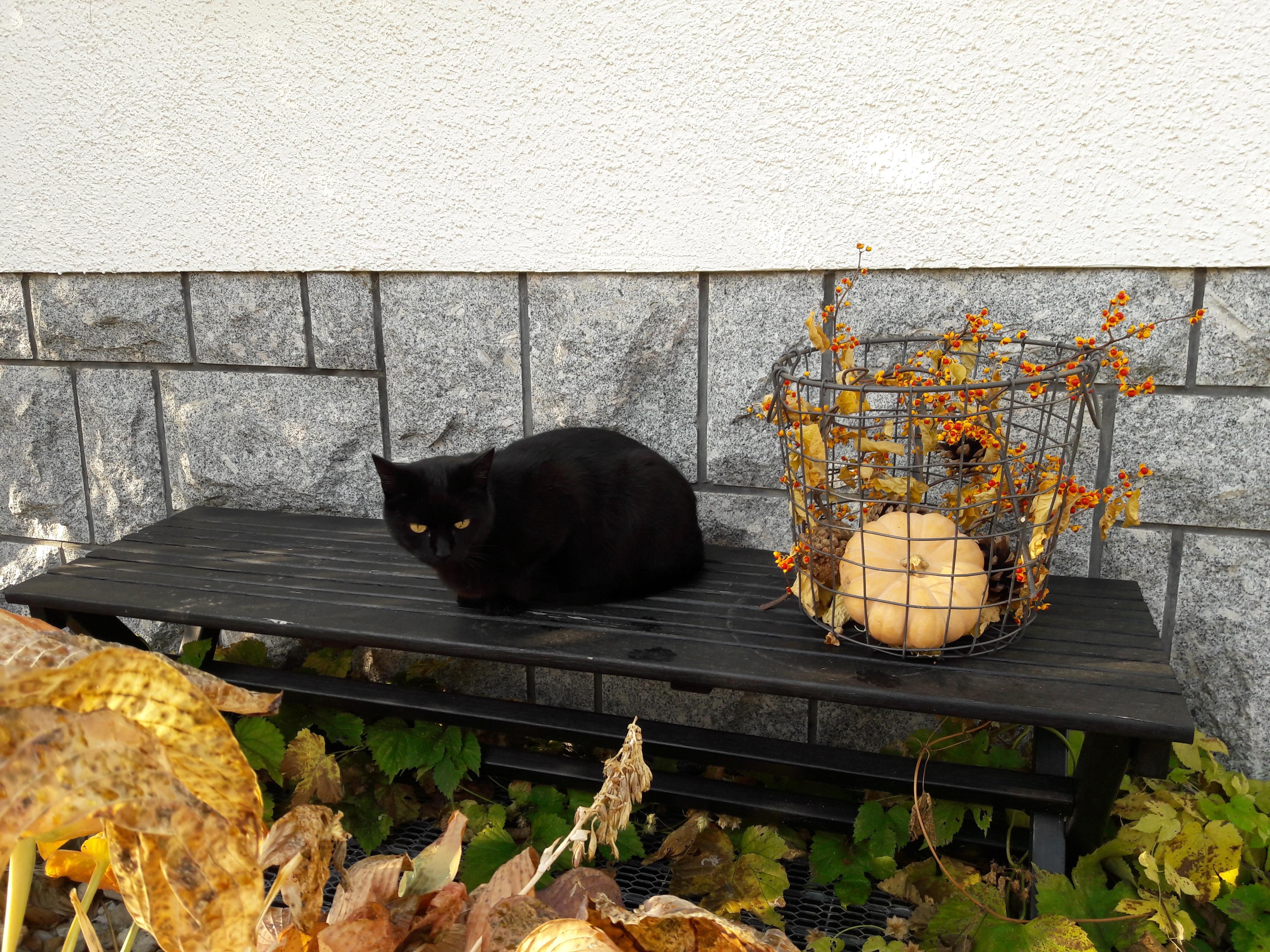 Schönste #Herbstdeko überhaupt!!!😻
#katze #cat #garten