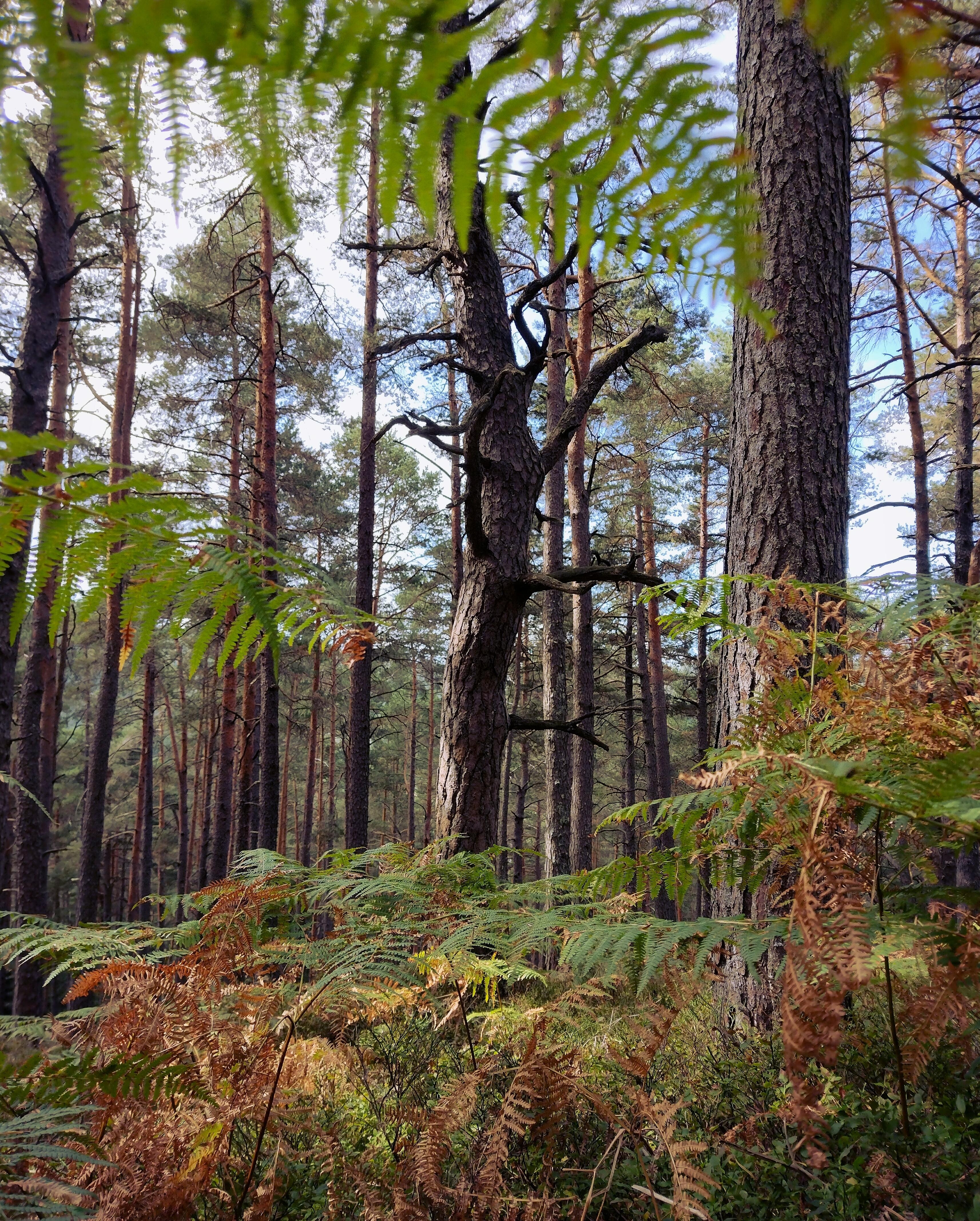 #schwarzwald #schwarzwaldliebe #wald #bäume