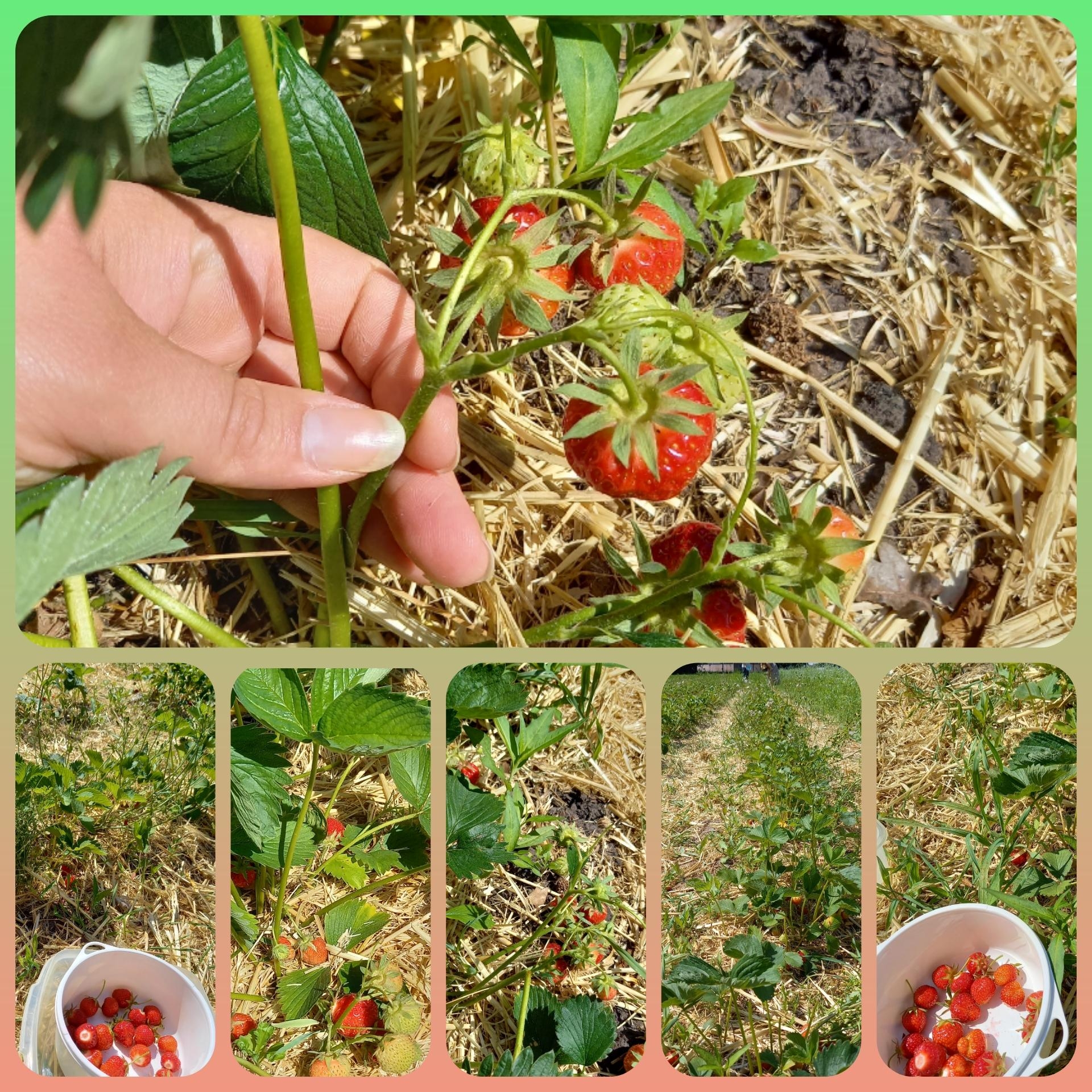 Seit langer Zeit, war ich wieder Erdbeeren 🍓pflücken auf dem Erdbeerpfeld. 