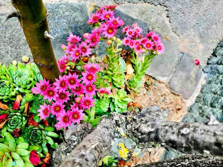 Selbst der steinigste, trockene Boden bringt noch wunderschöne Blüten hervor #steingarten #pflanzenliebe
