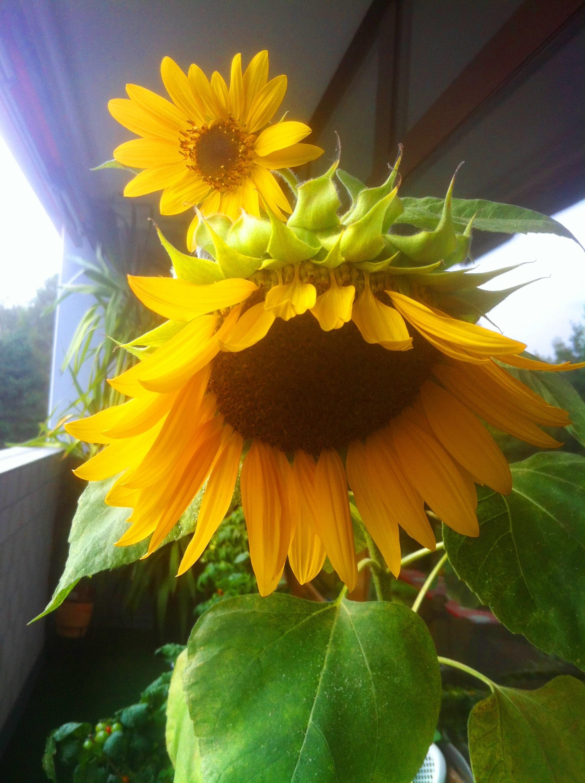 Selbst gezogene Sonnenblume auf dem #balkon, immer wieder schön #pflanzenliebe