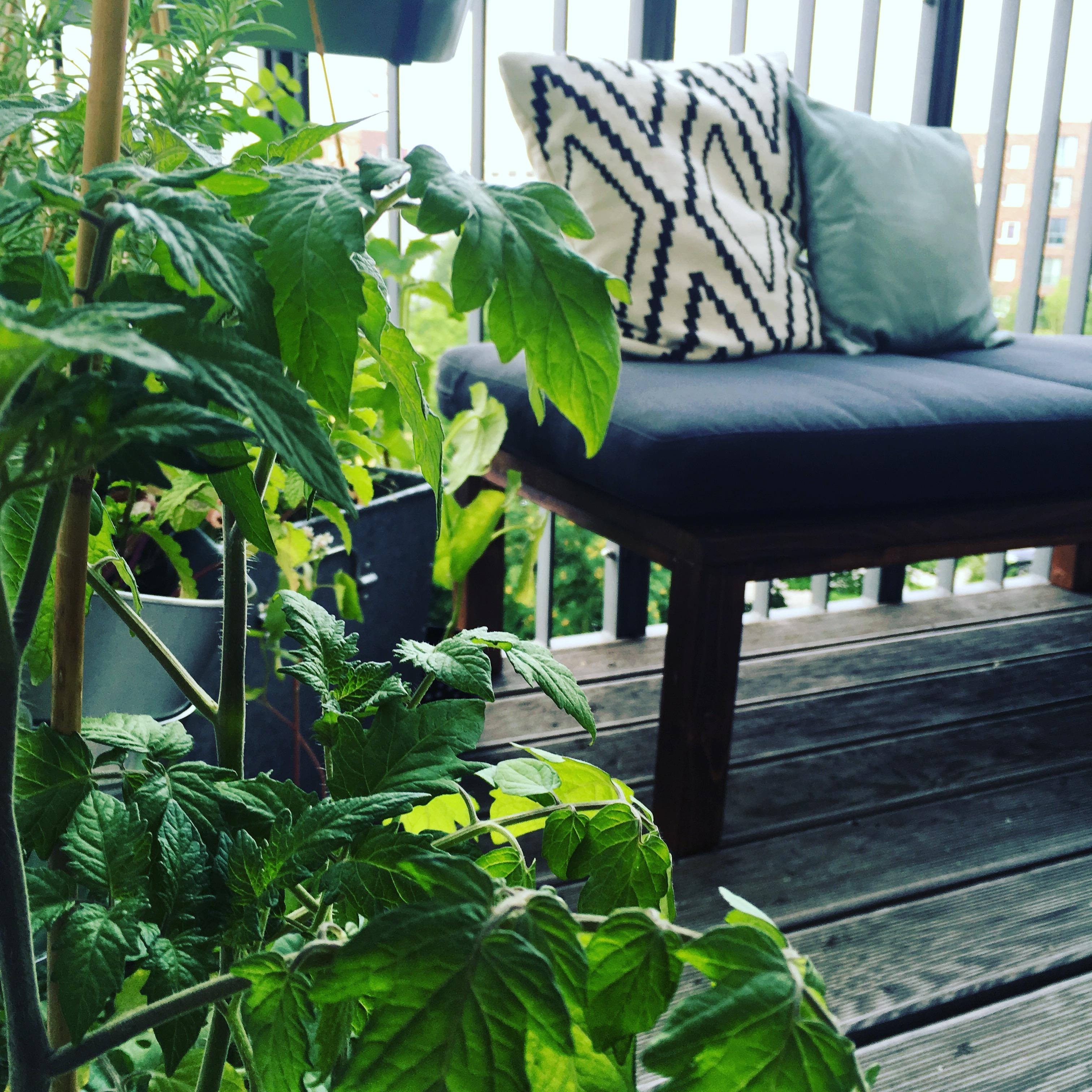 Selbstgezogene Pflanzen #balkon #livingchallenge