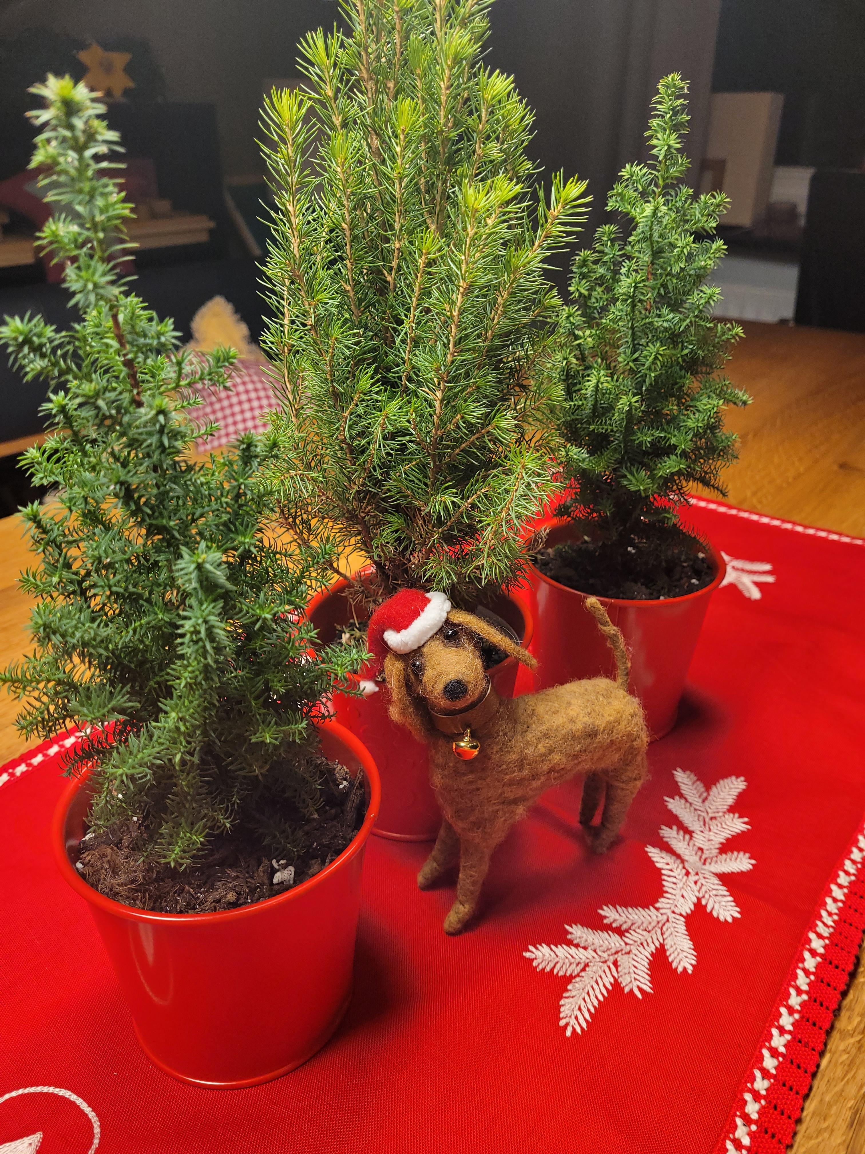 Selbstverständlich muss unser LEO auch in der Deko auftauchen #Weihnachten mit #Hund #weihnachtsdeko 
