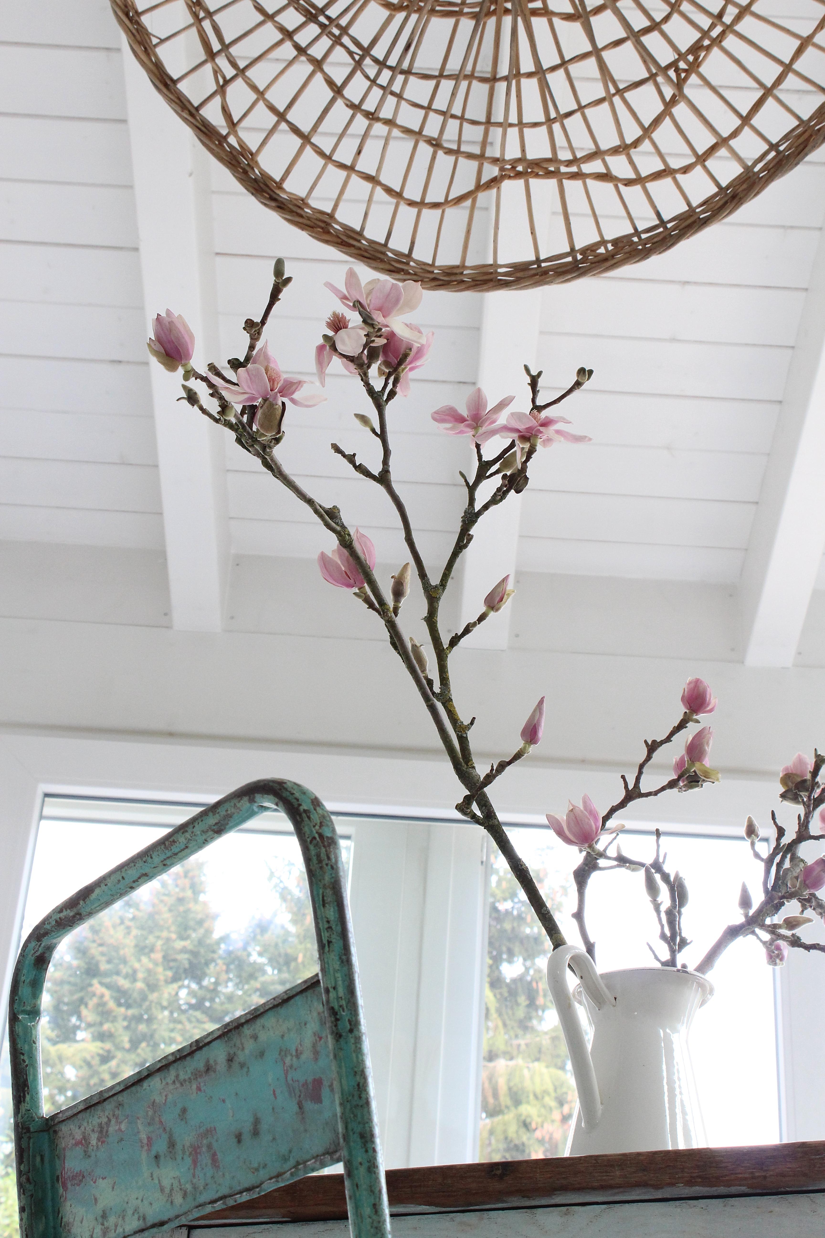 Sie ist tatsächlich aufgegangen, die schöne #magnolie...welch ein Augenschmaus...#blumen #wintergarten #blumendeko #mint