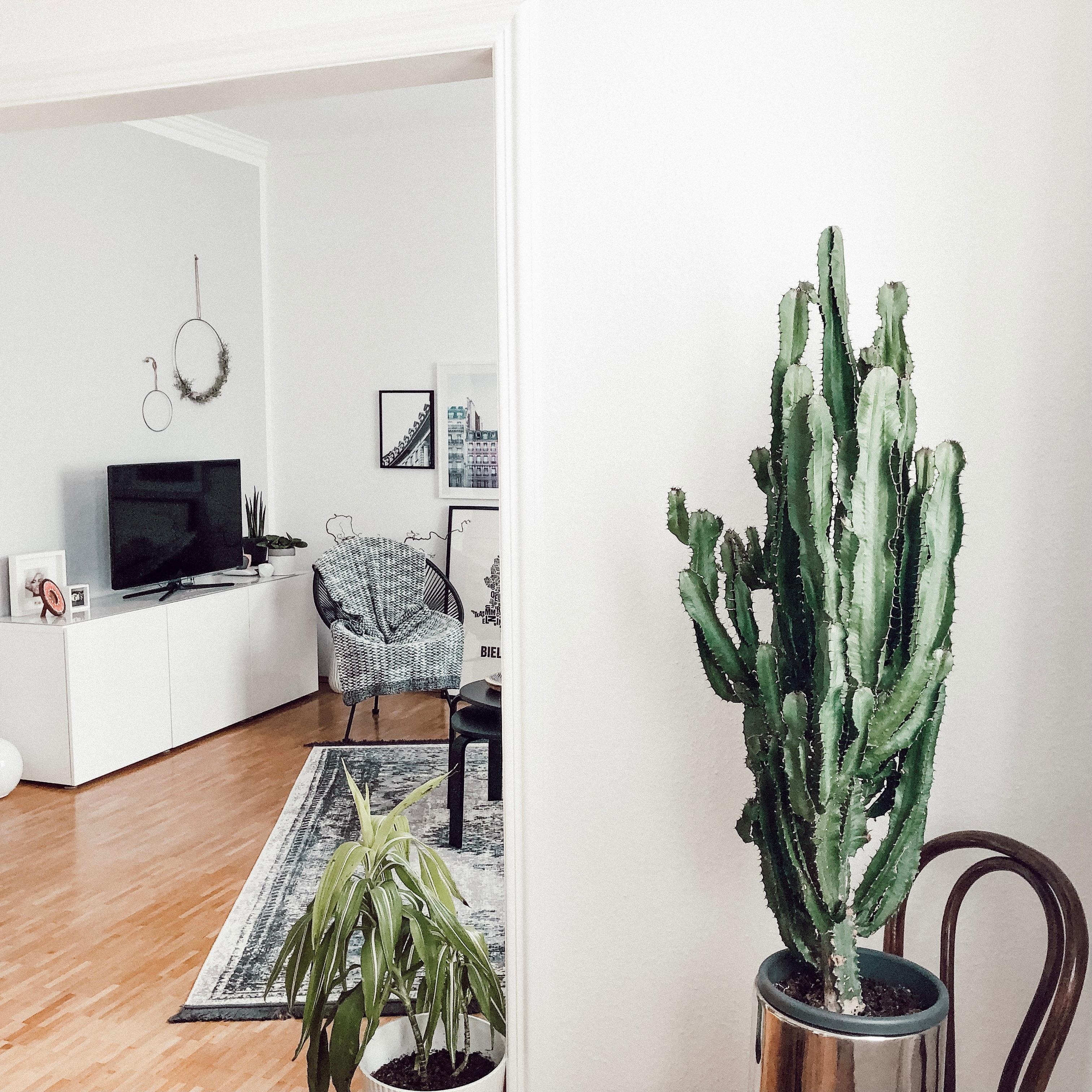 #skandistyle #wohnzimmer #kaktus #pflanzen #urbanjungle #scandi