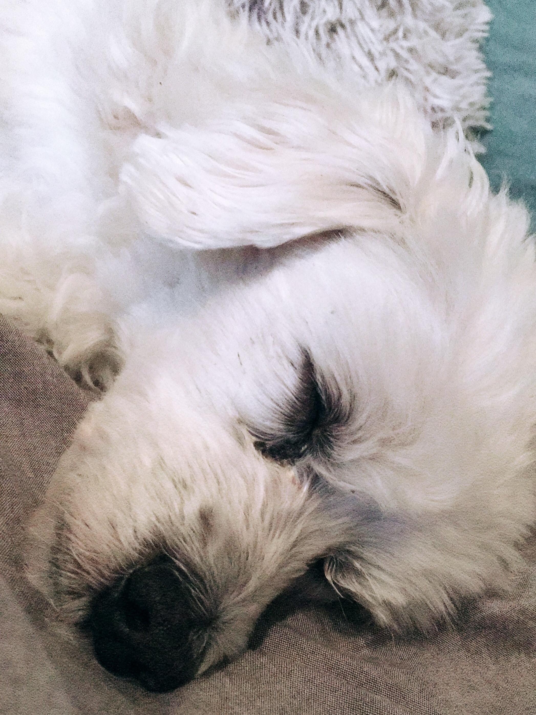 Sleepy 🐶💤 #boomer #müde #dog #besterhund #altermann #malteser 