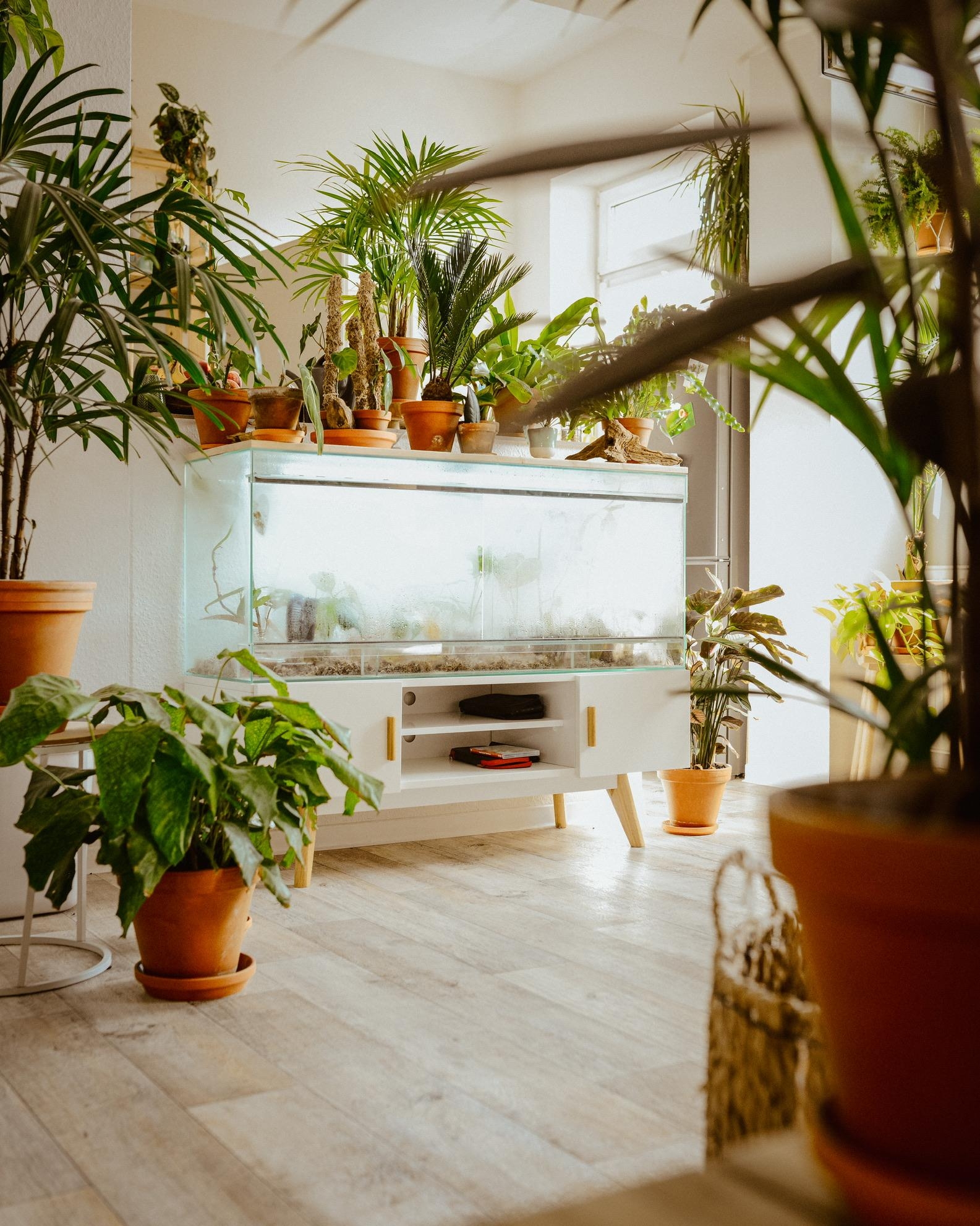 So ein TV-Board eignet sich doch auch perfekt für ein Pflanzenterrarium #pflanzenliebe