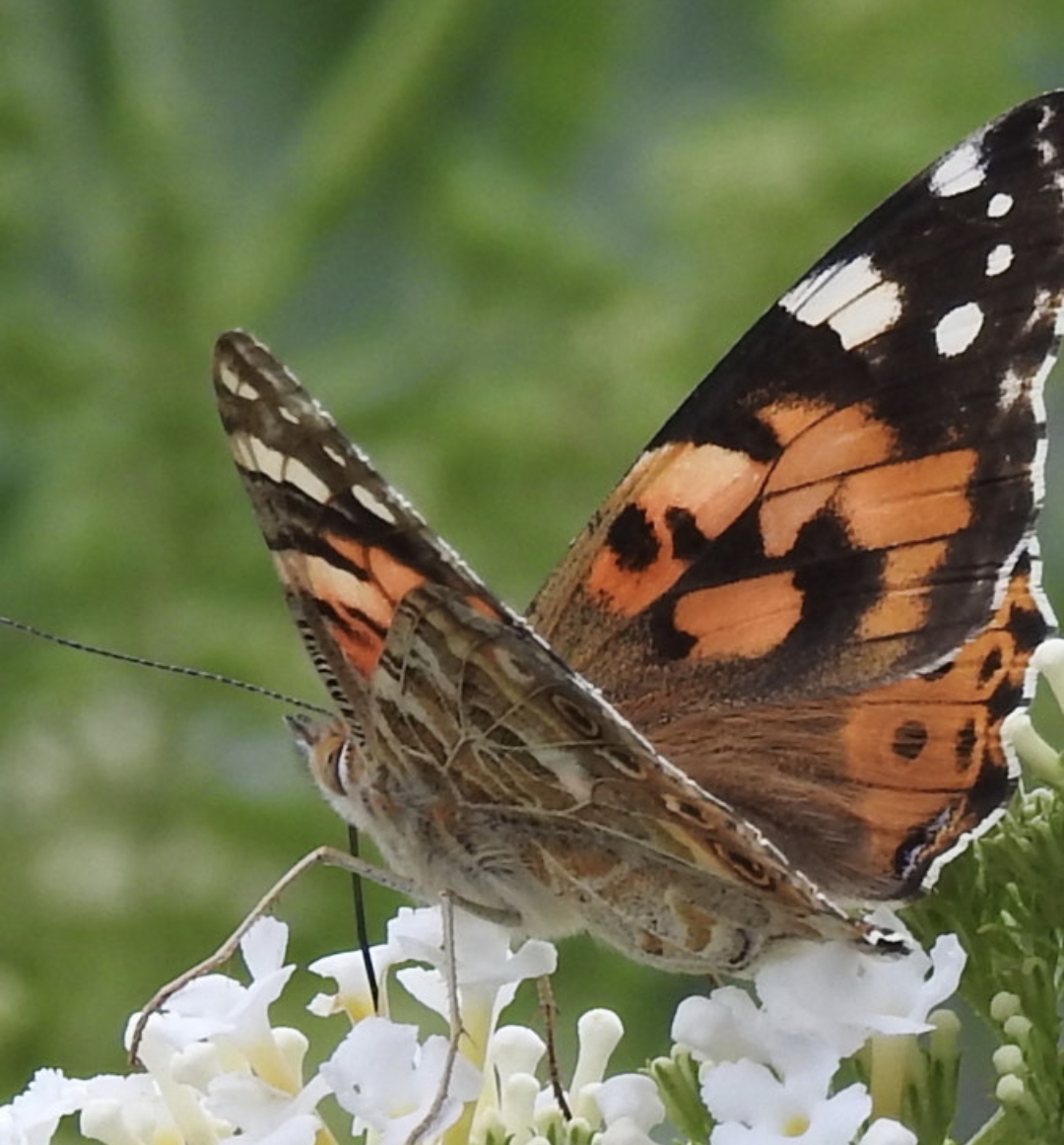So ein wunderschöner Falter
#butterfly
#schmetterling
#herbst
#picoftheday
#pod