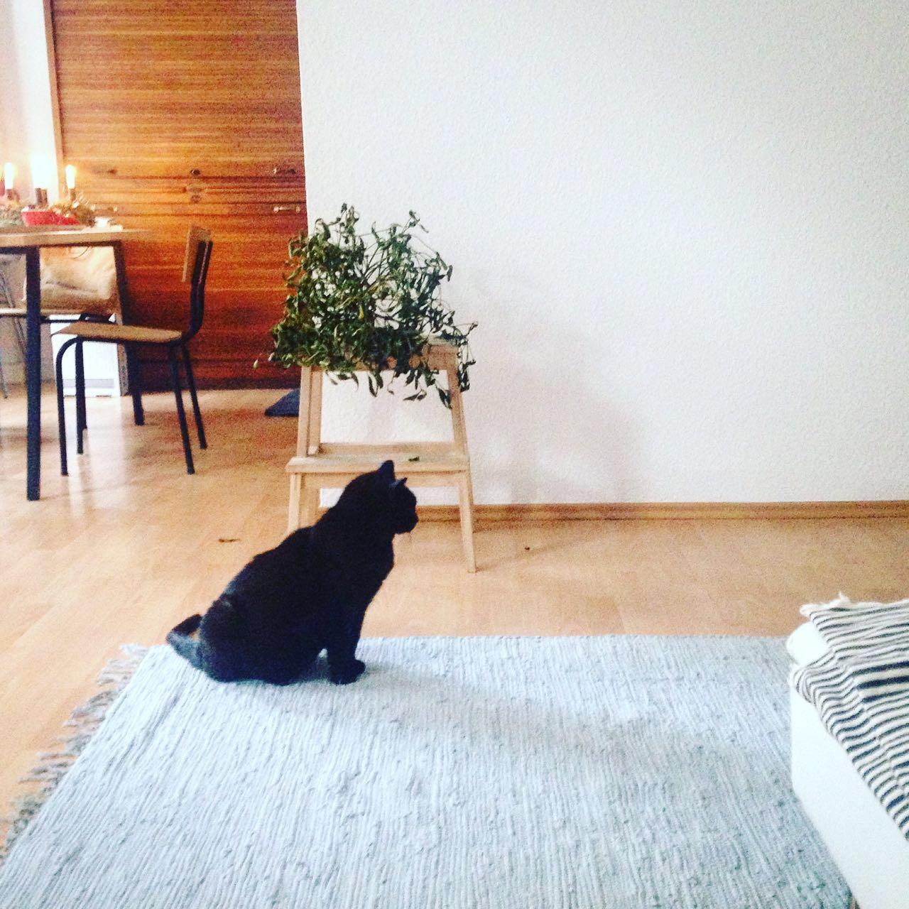 So eine Katze passt zu jeder Einrichtung ... #cat #minimalism #vintage #altbau