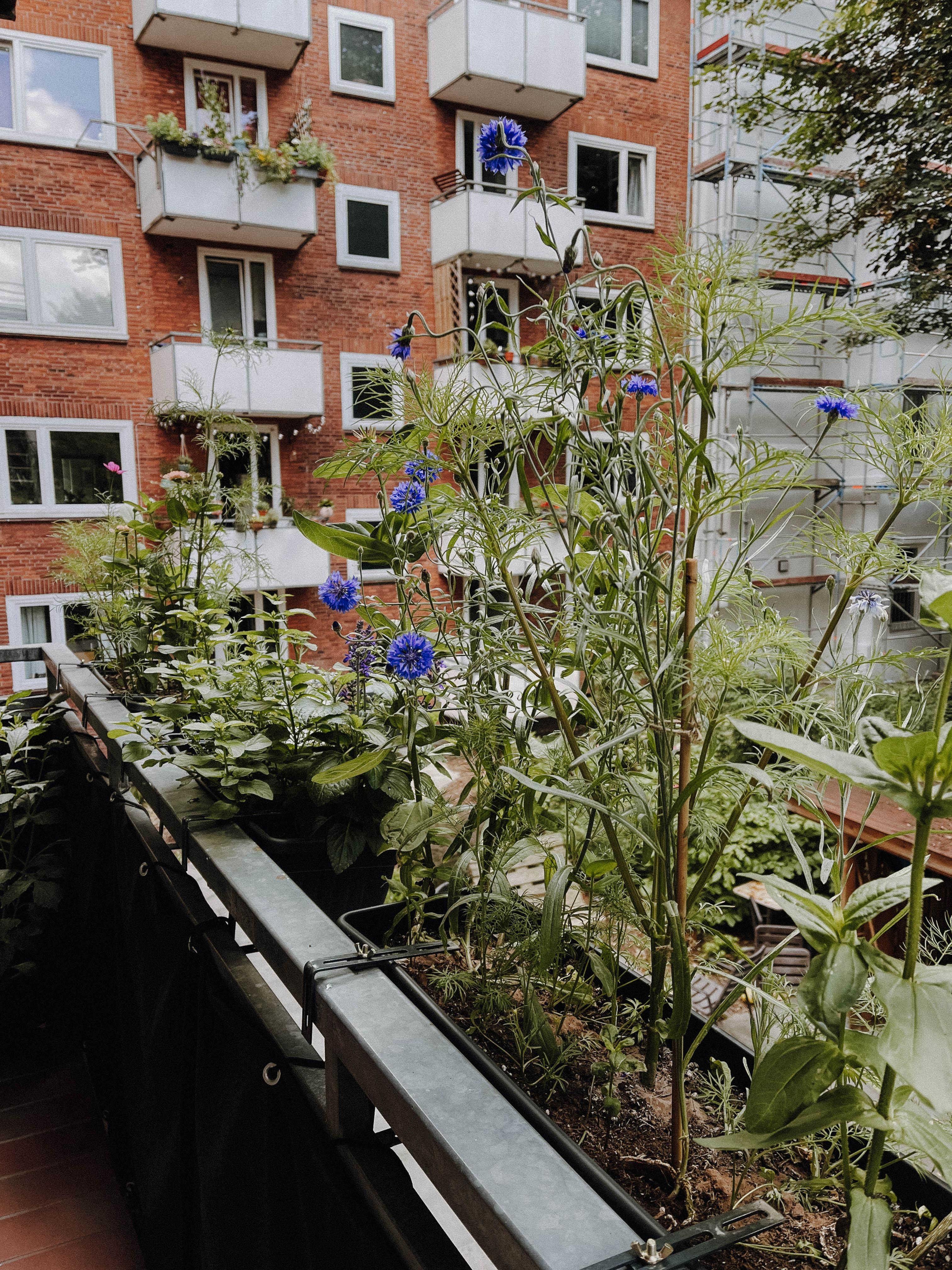 So langsam blühts und meine #balkonblumen sprießen. Hab mich für #kornblumen, #zinnien und #cosmea entschieden. 🌸