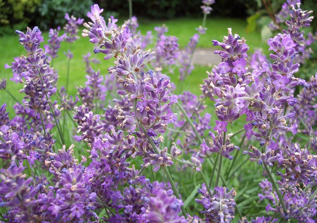 So schlicht und doch so schön, der Lavendel blüht!