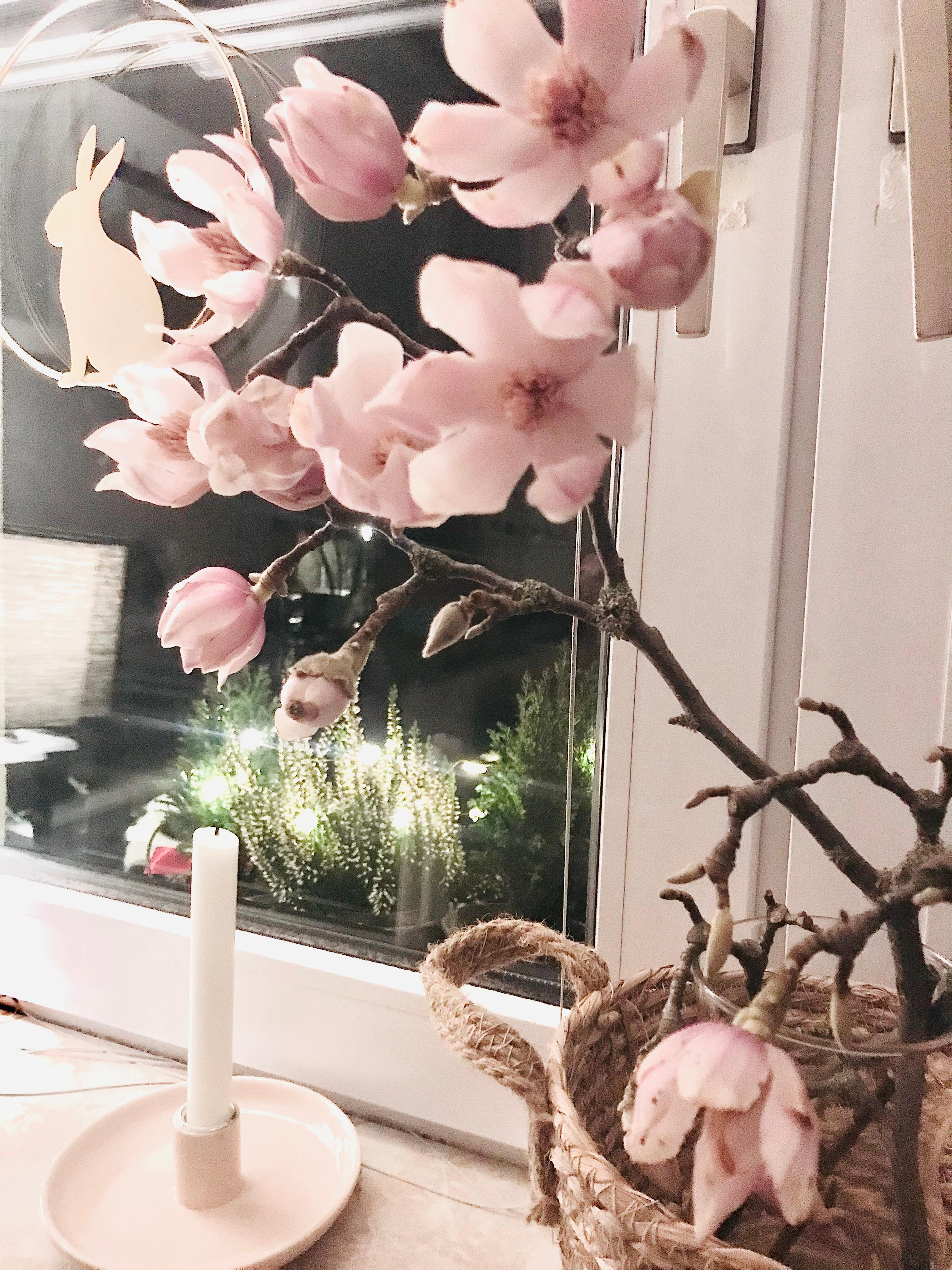 So toll diese Magnolienbüte 🌸
#zweig #küchenfenster #korb #kerze #fensterdeko #hase #kerze 