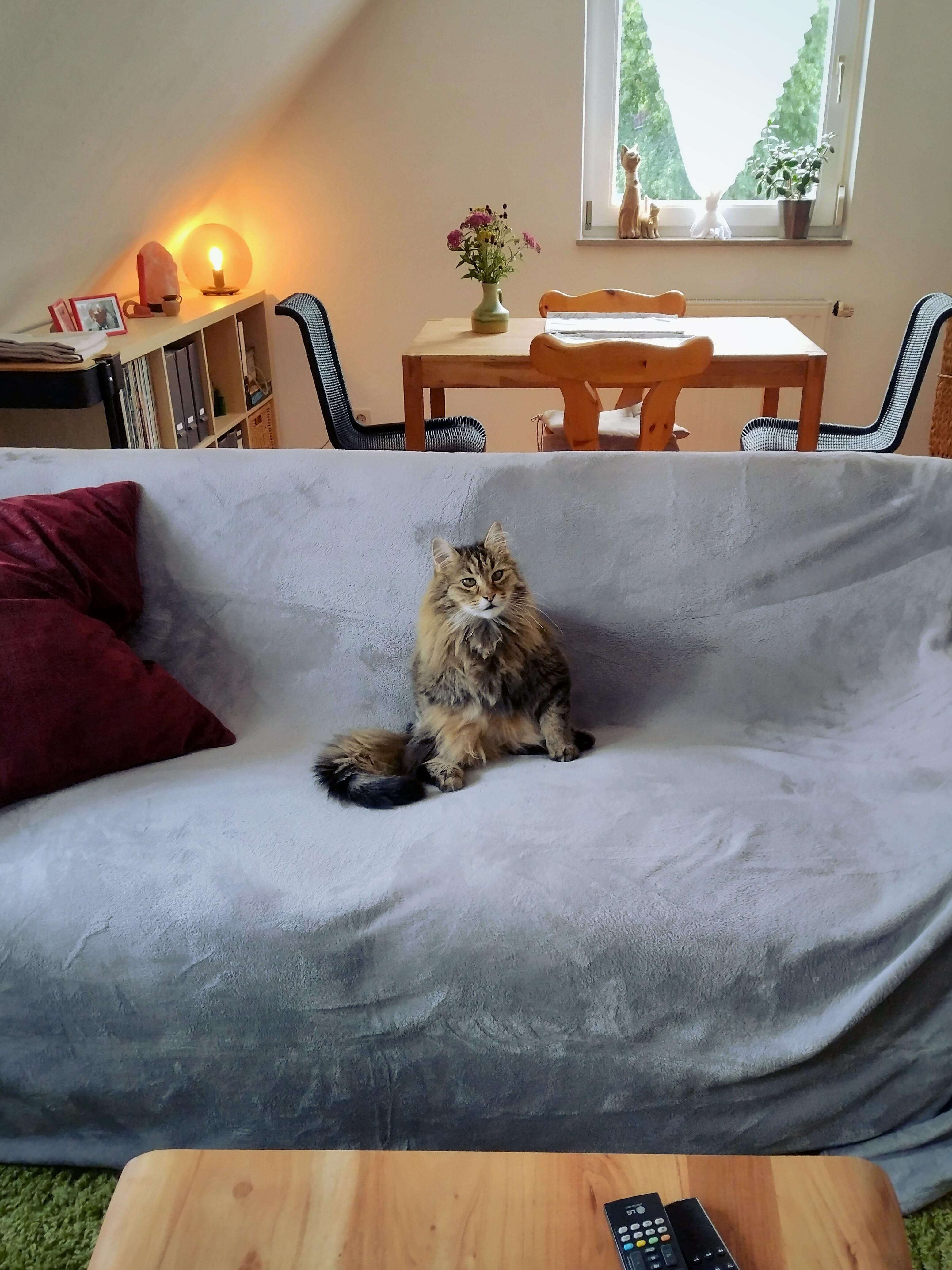 #sofa #couch #wohnzimmer #abend #katze #kater #essecke #licht #kissen #dachgeschoss