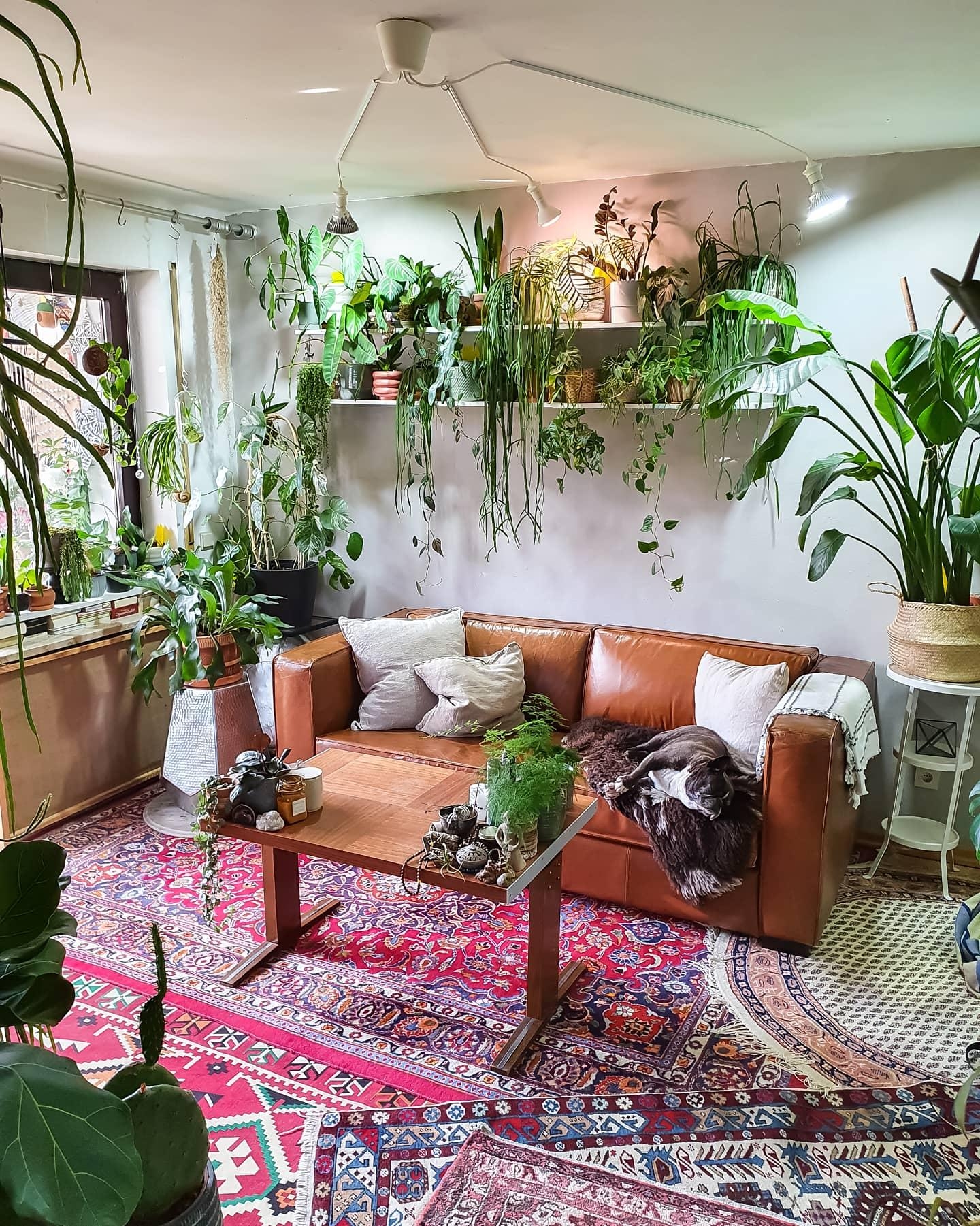 Sofaliebe #wohnzimmer #Pflanzen #couchstyle #couch #sofa