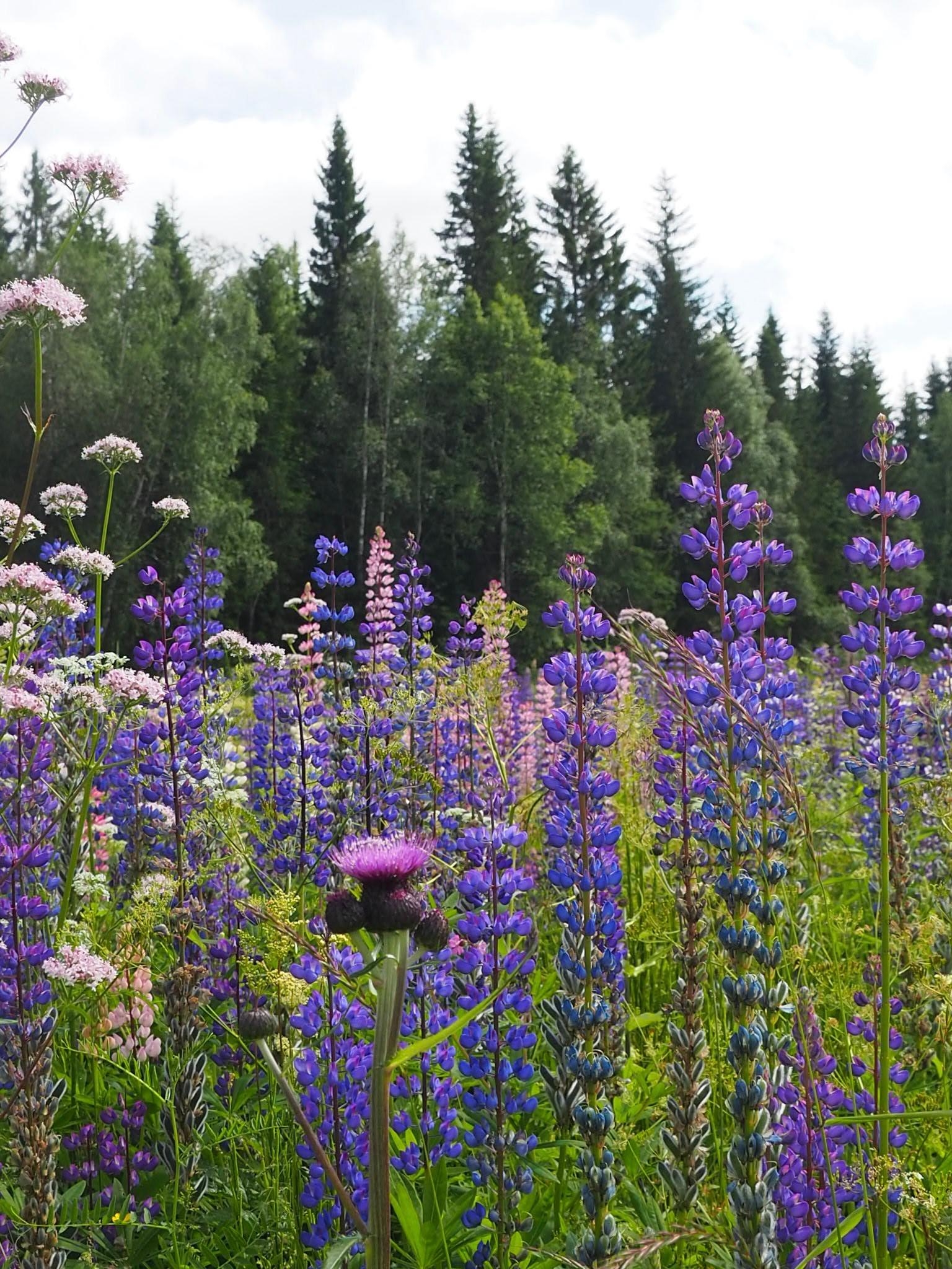 Sogar die Blumen am Straßenrand sind hier besonders schön 💜#freshflowerfriday #sommerblumen #urlaub #norwegen 