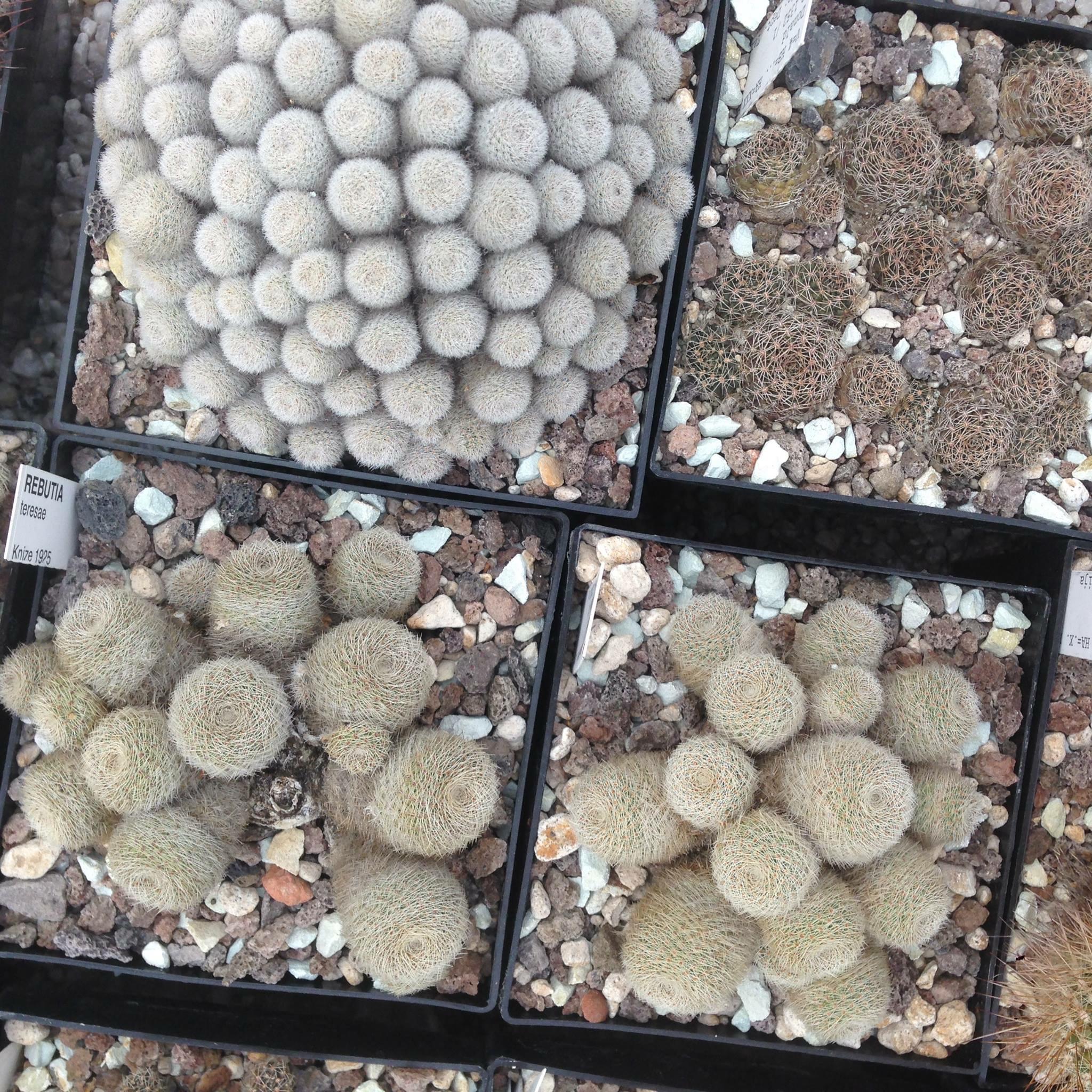 Solche Töpfe sind praktisch, wenn man mehr Kakteen hat. #quadratisch #livingABC #succulents #kaktus #greenhouse