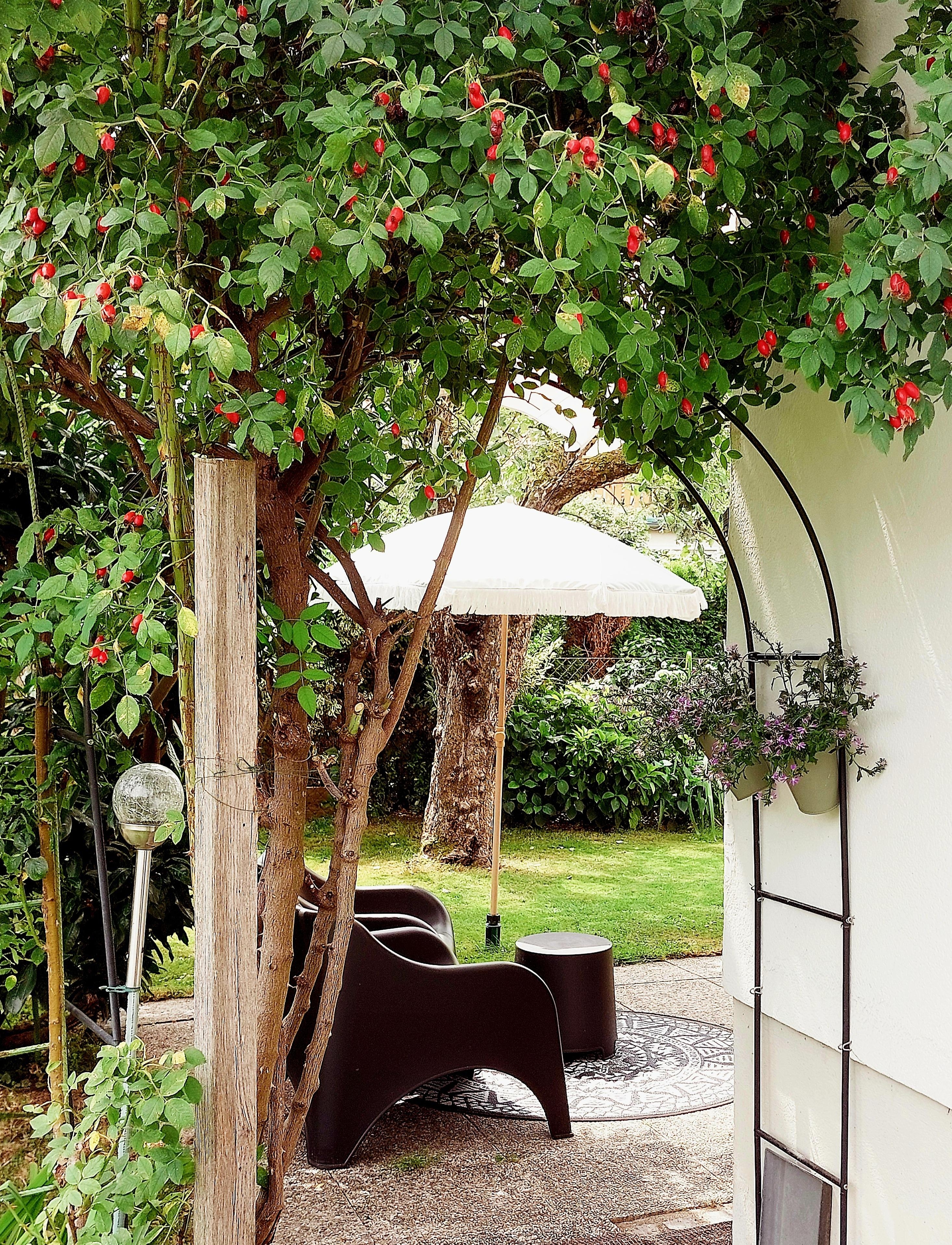 #SoLebIch
#Gartenlaube
#Hagebutten
#Rosenbogen
#Loungemöbel
S p ä t s o m m e r l e u c h t e n 🎈 