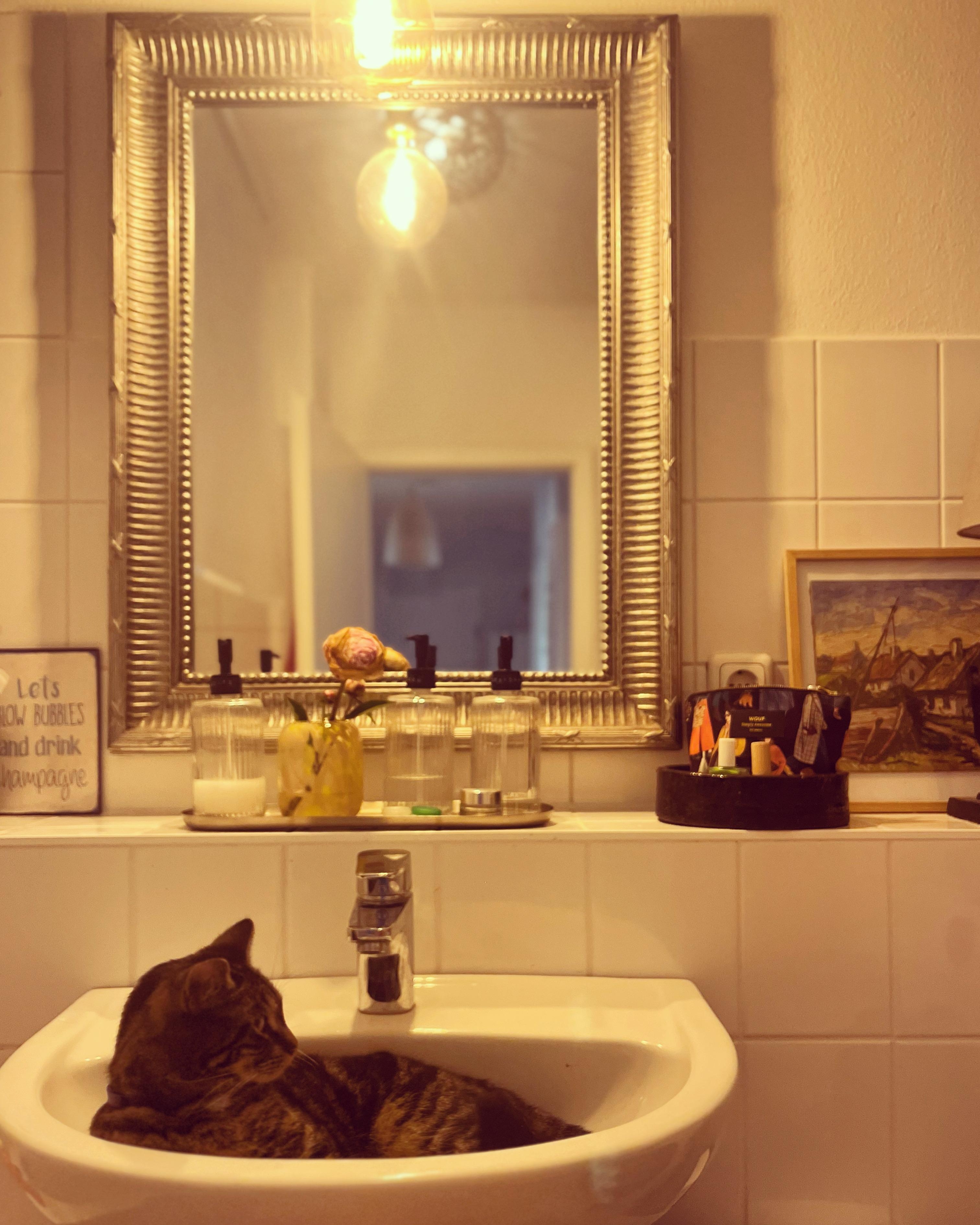 Sommer ist... wenn Katze nur noch im Waschbecken liegt #badezimmer #katze #deko #sommervibe