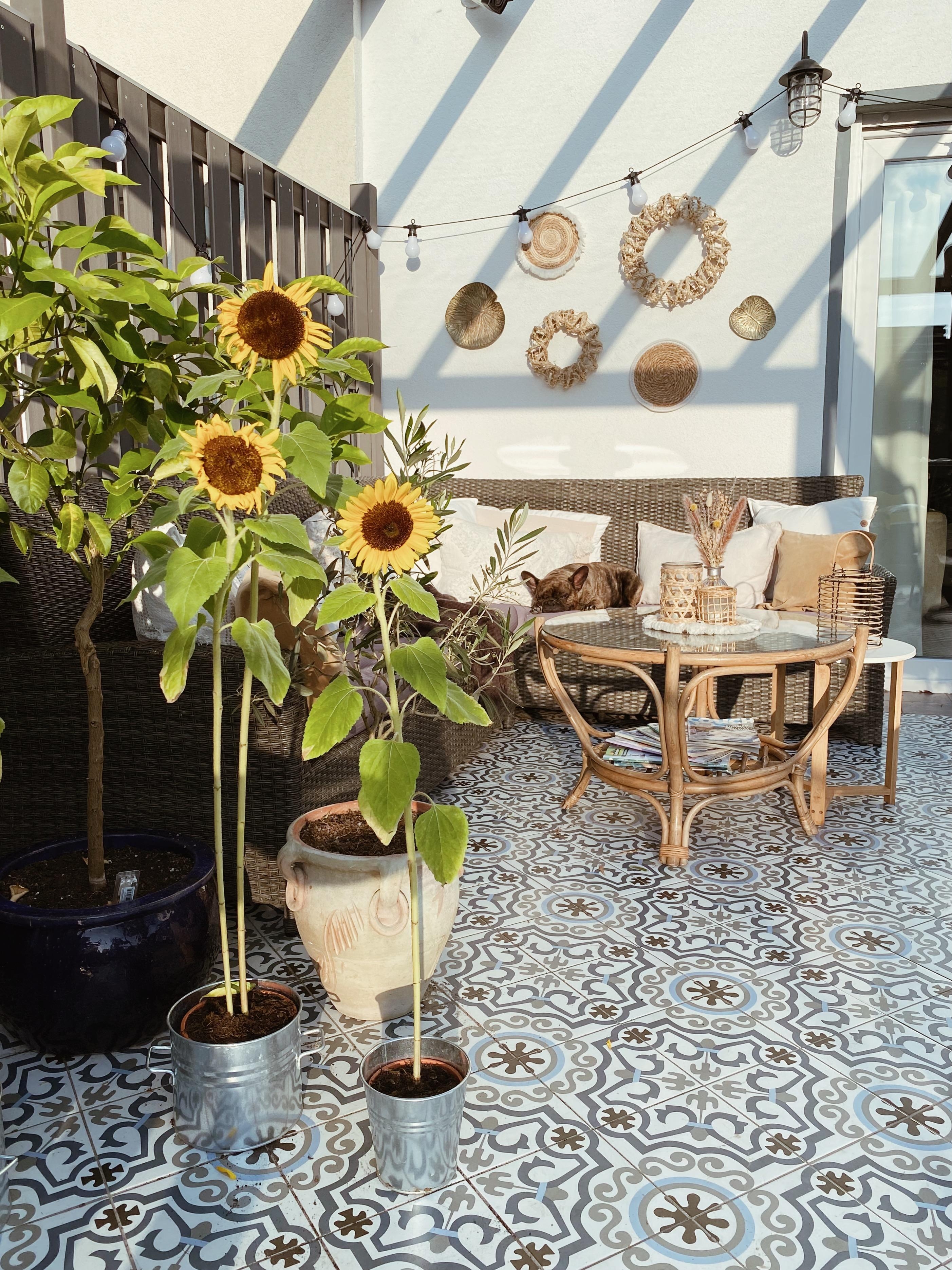 Sommer, Sonne, Sonnenblumen...💛🌤🌻 & Ludwig 🐶
#terrasse#terrassengestaltung#garten#outdoorinterior