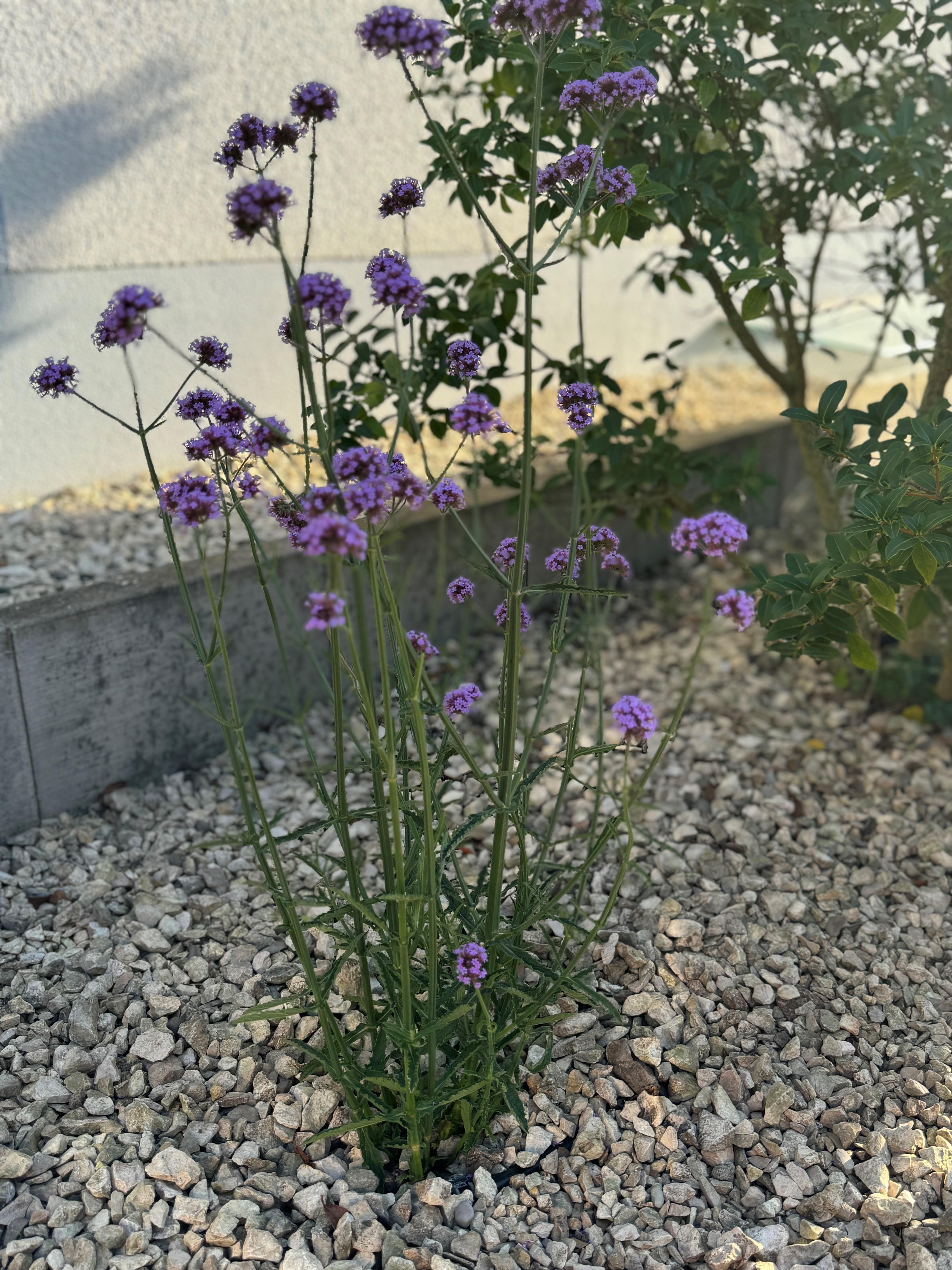 Sommer#Bergstraße