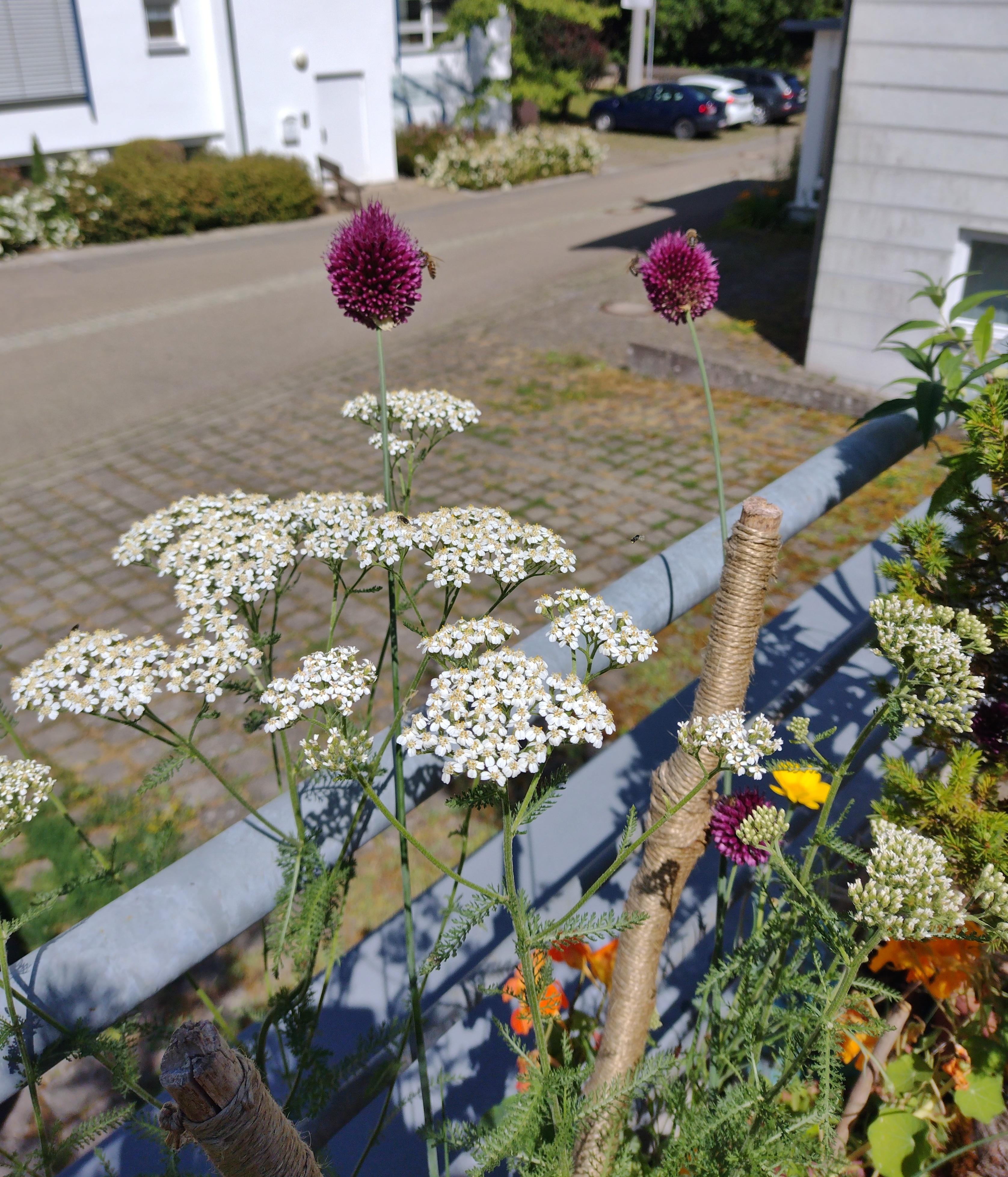 #sommerblüten #dasistmeinparkplatz #naturliebe
