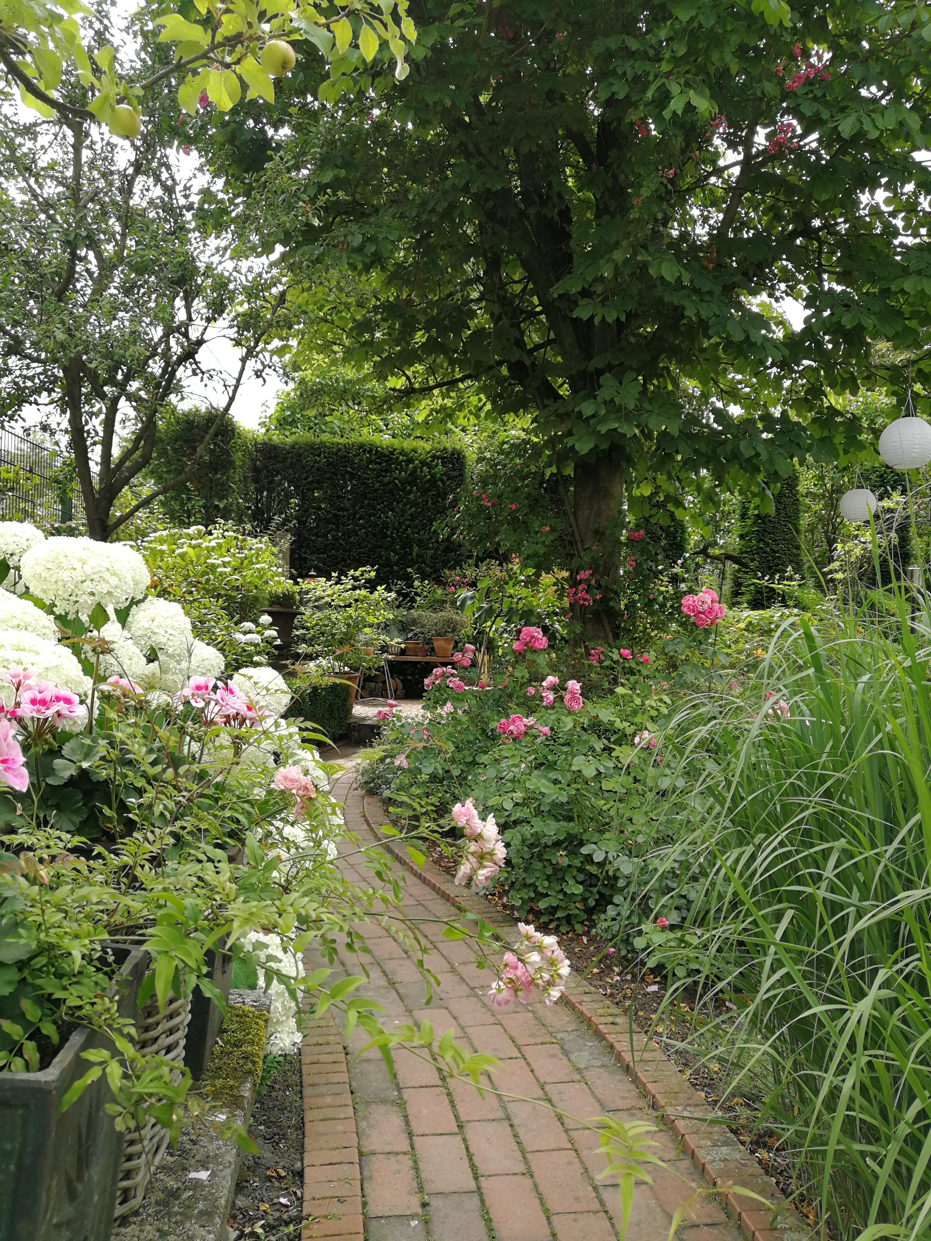 Sommergarten, Hortensien und Rosenliebe