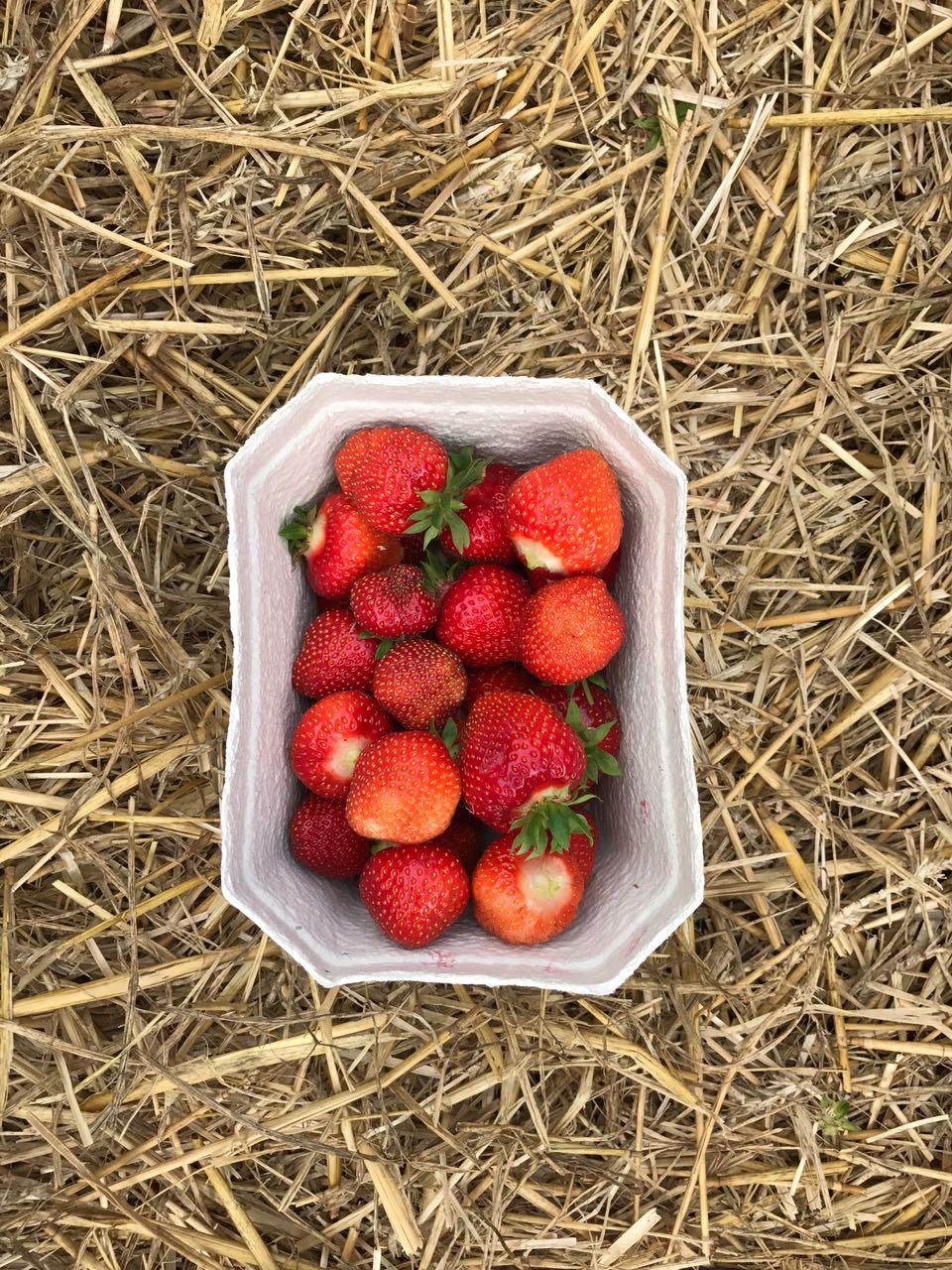Sommerzeit ist Erdbeerzeit. #erdbeere #abinsgruene #foodlover #rot
