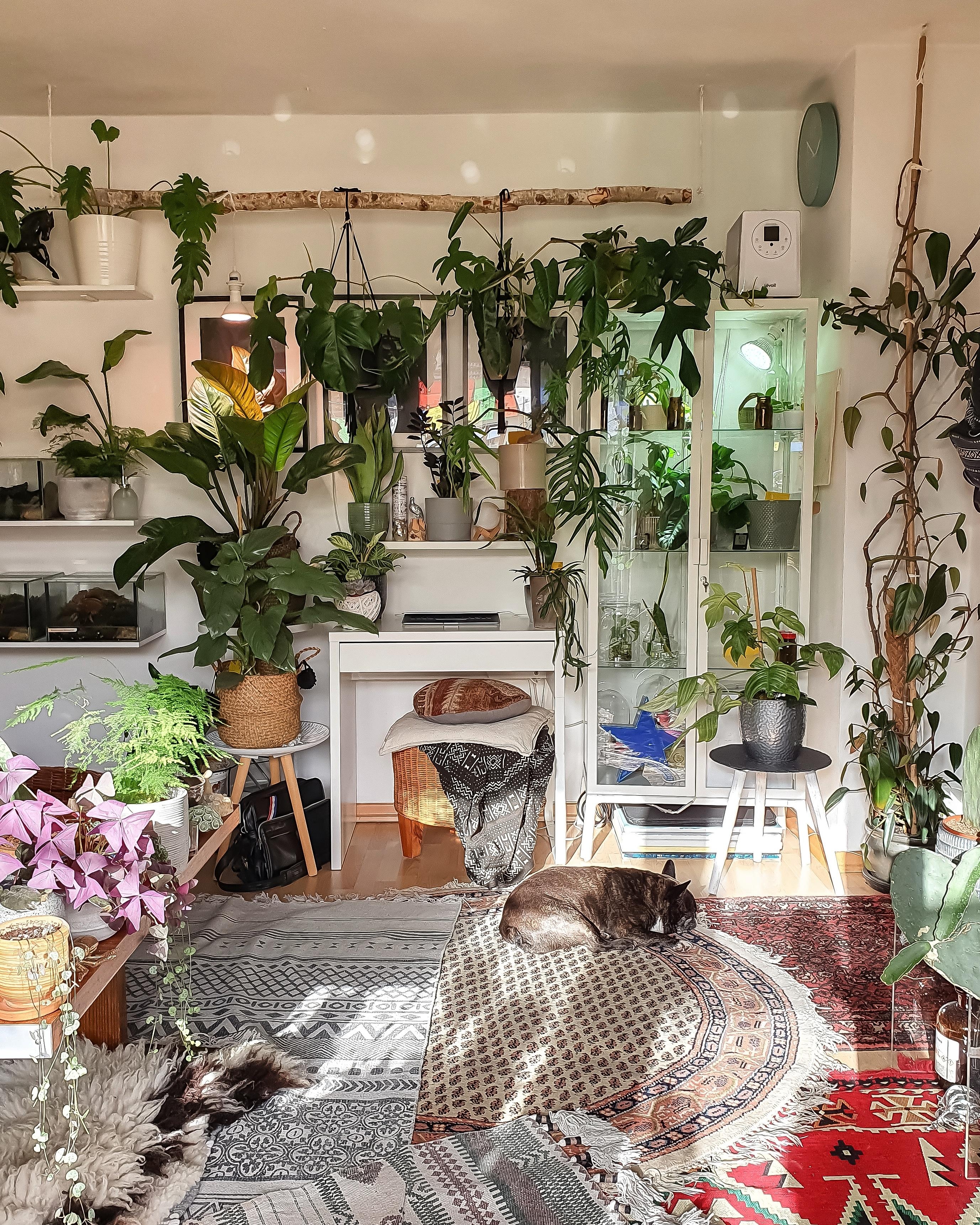Sonnabend ☀️ #wohnzimmer #Pflanzen 