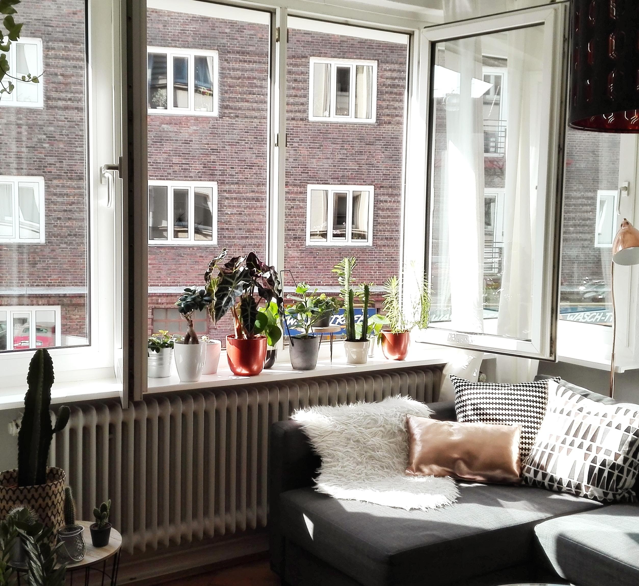 Sonne für die Pflanzen #interior #livingroom #couch #plantlover #pflanzenliebe 