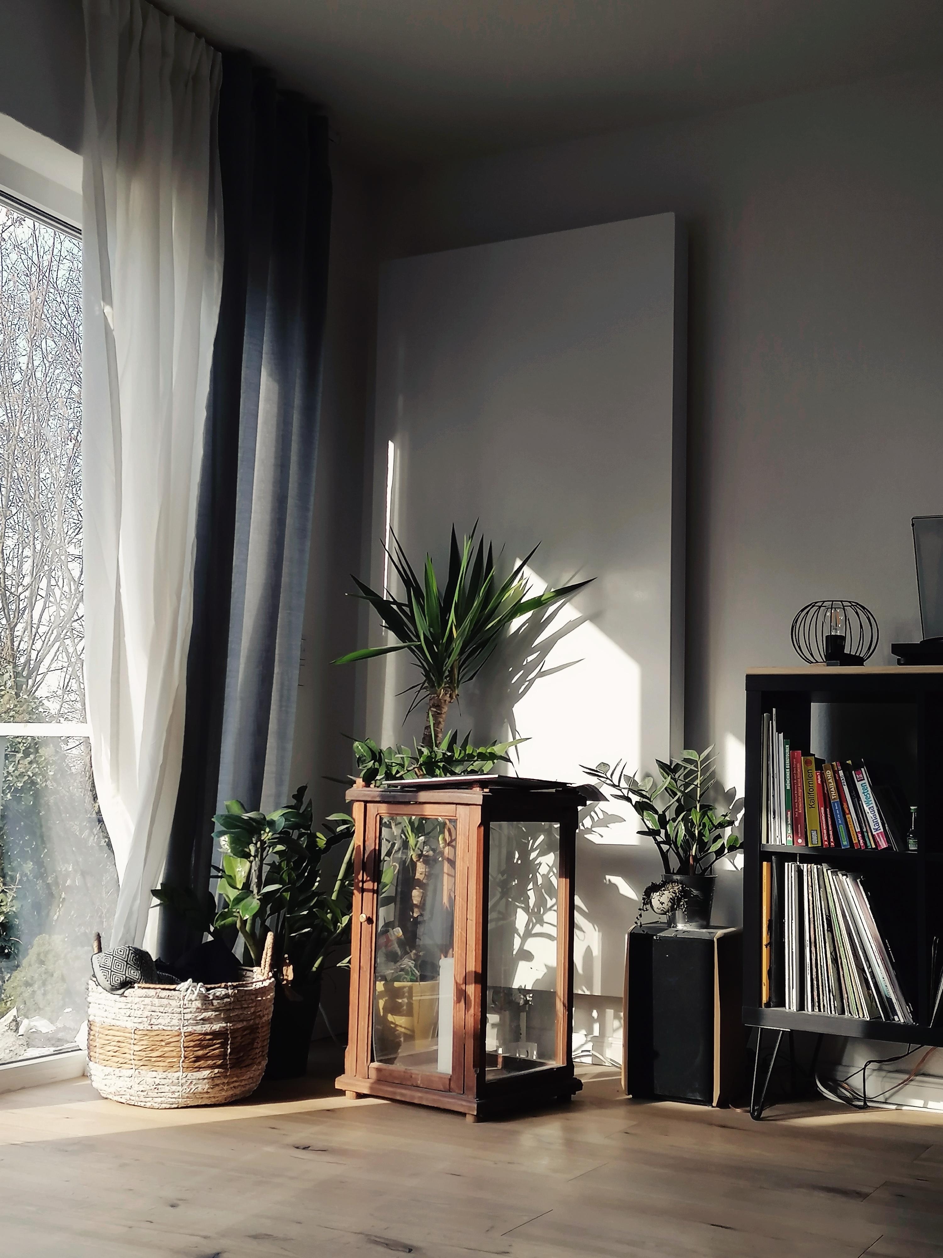 Sonne für die Plant Gang #Wohnzimmer #Pflanzen #Frühlingsgefühle #Sonne
