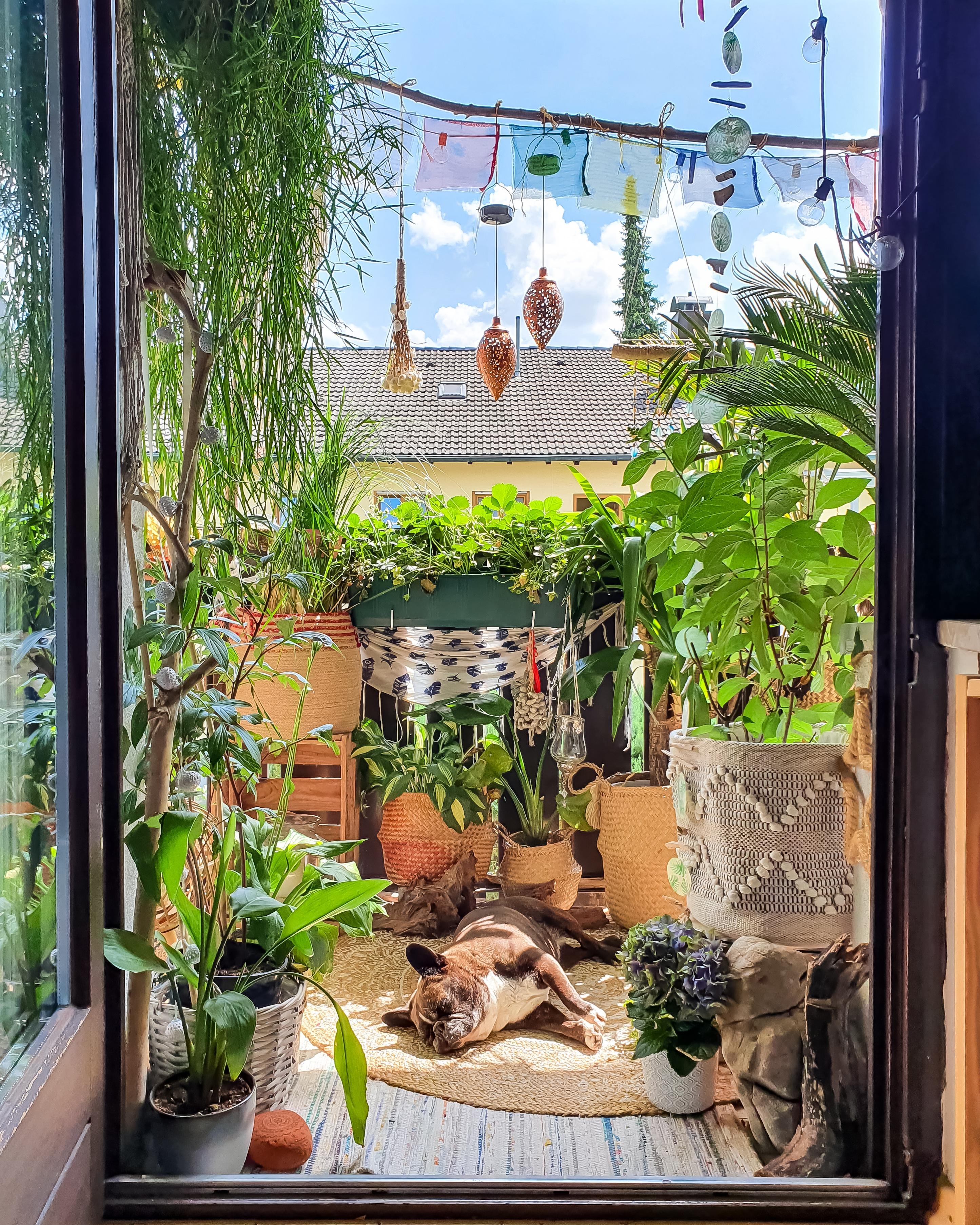 Sonnen Sonntag ☀️ #balkon #lounge #patio #pflanzen #terrasse