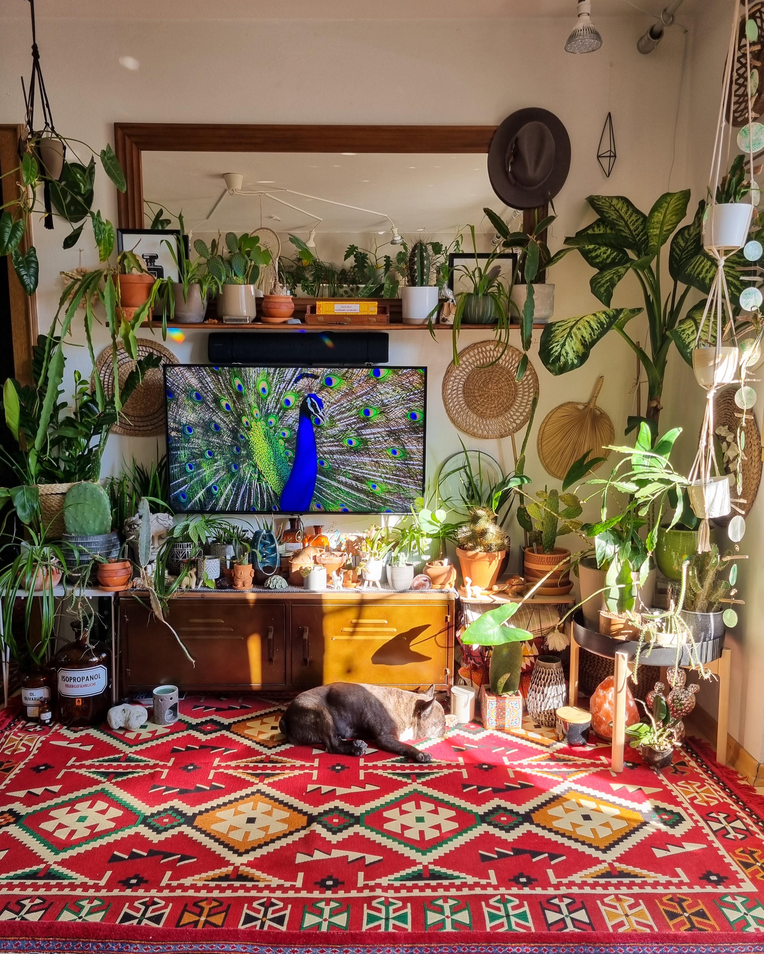 Sonnenanbeterin ☀️ #Wohnzimmer #Pflanzen #Spiegel #Fernseher #Teppich #boho #hippie #couchstyle #Kommode #sideboard