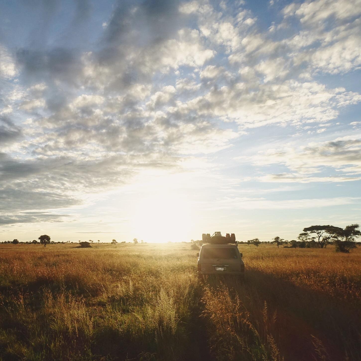 Sonnenaufgang in der Serengeti. Definitiv #meinschönsterurlaub 💛
#travelchallenge 
