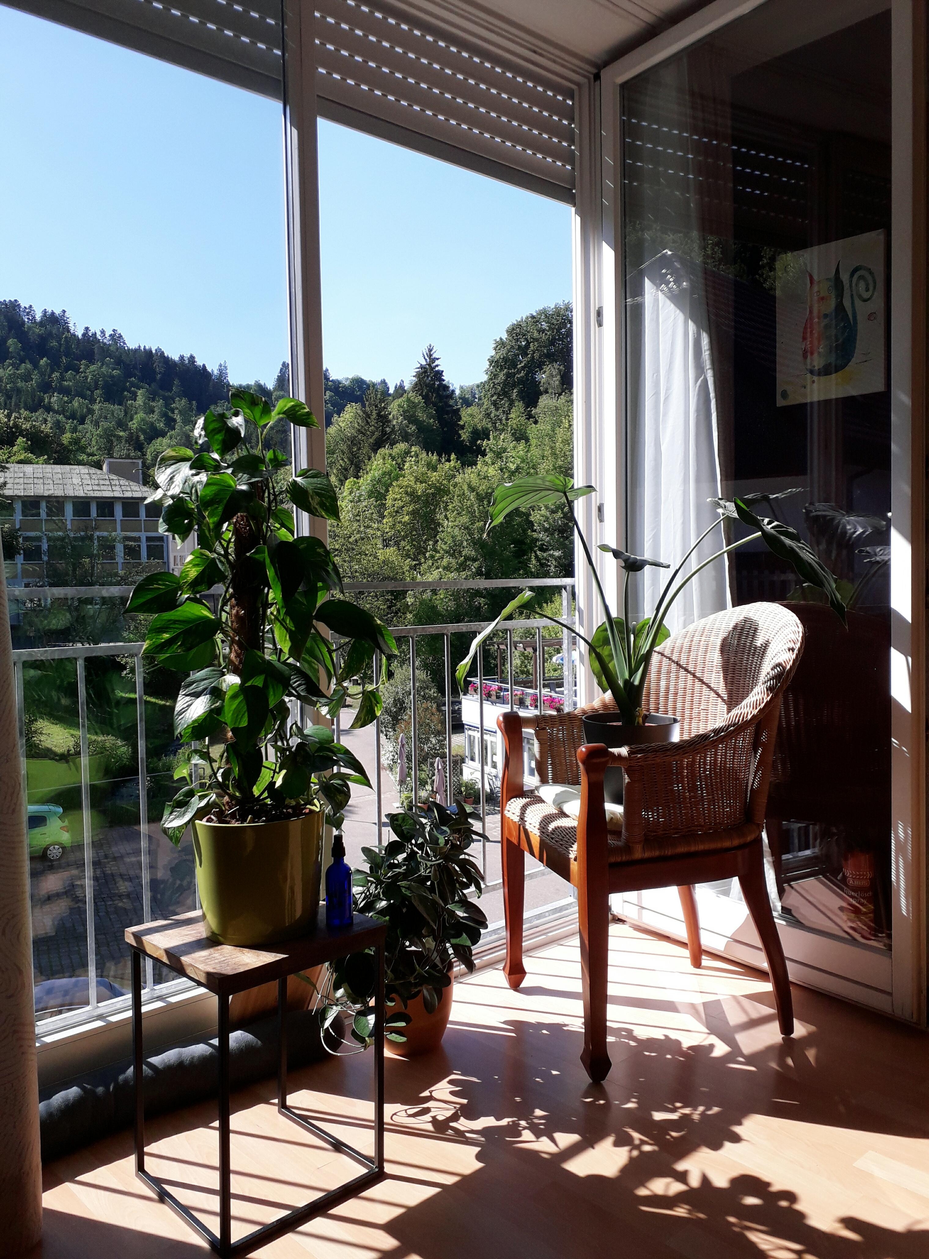 Sonnenbad ☀️🍀🌱🌵
#pflanzen #urbanjungle #pflanzenliebe #rattanstuhl #grün #ausblick #wohnzimmer #fenster 