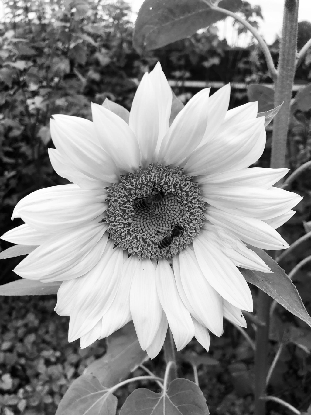 Sonnenblume Natur Garten in schwarzweiß sieht di...