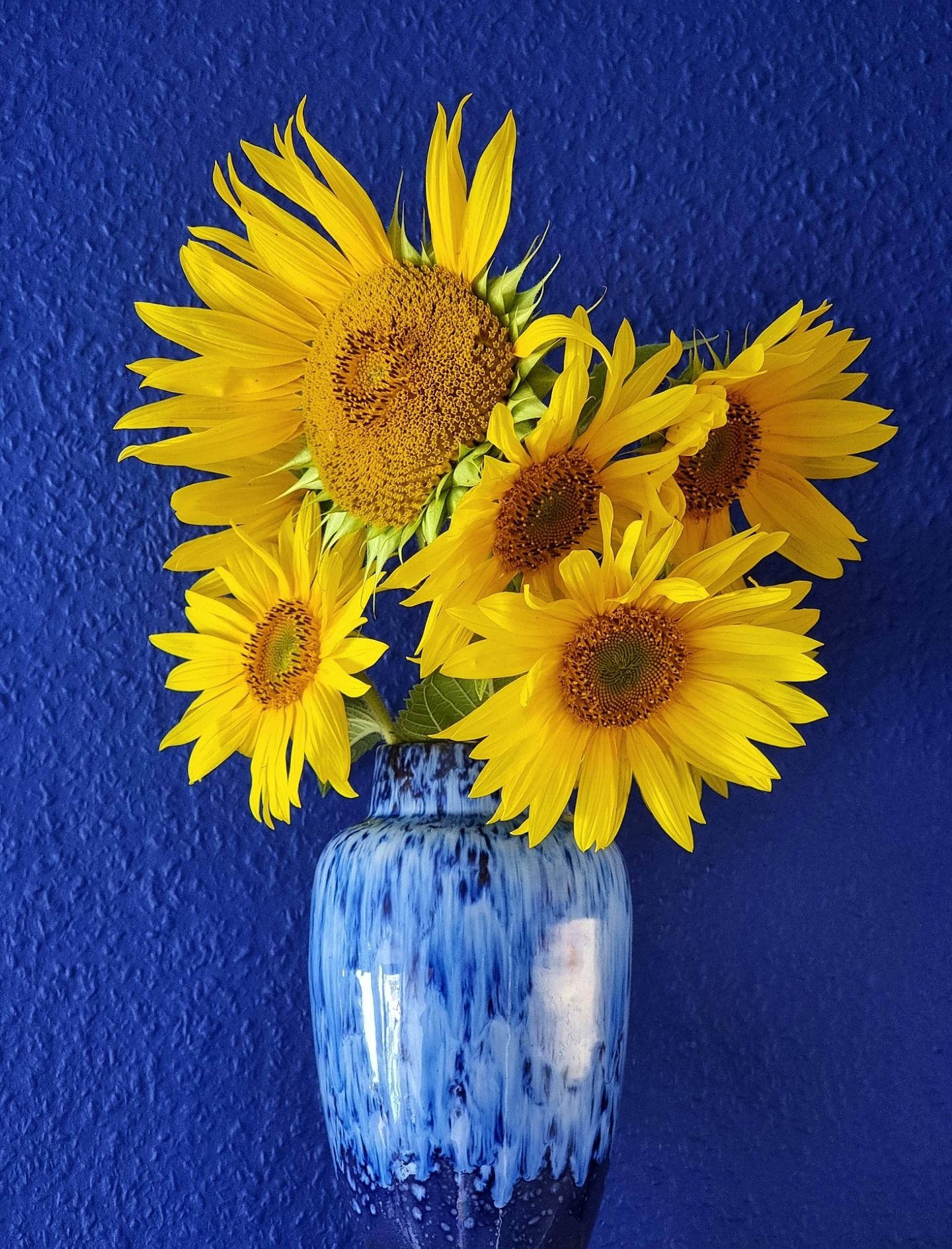 #Sonnenblumen 🌻 #Gruß aus der #Küche #Vintage #Vase #Wandfarbe #Interior #Natur #Kitchen #Deko #💙