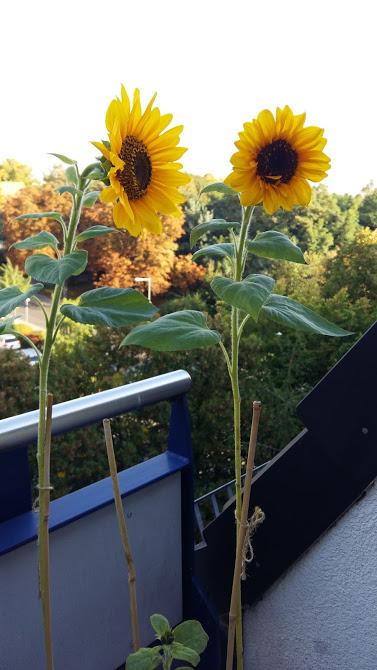 Sonnenblumen auf Balkon #Herbst#