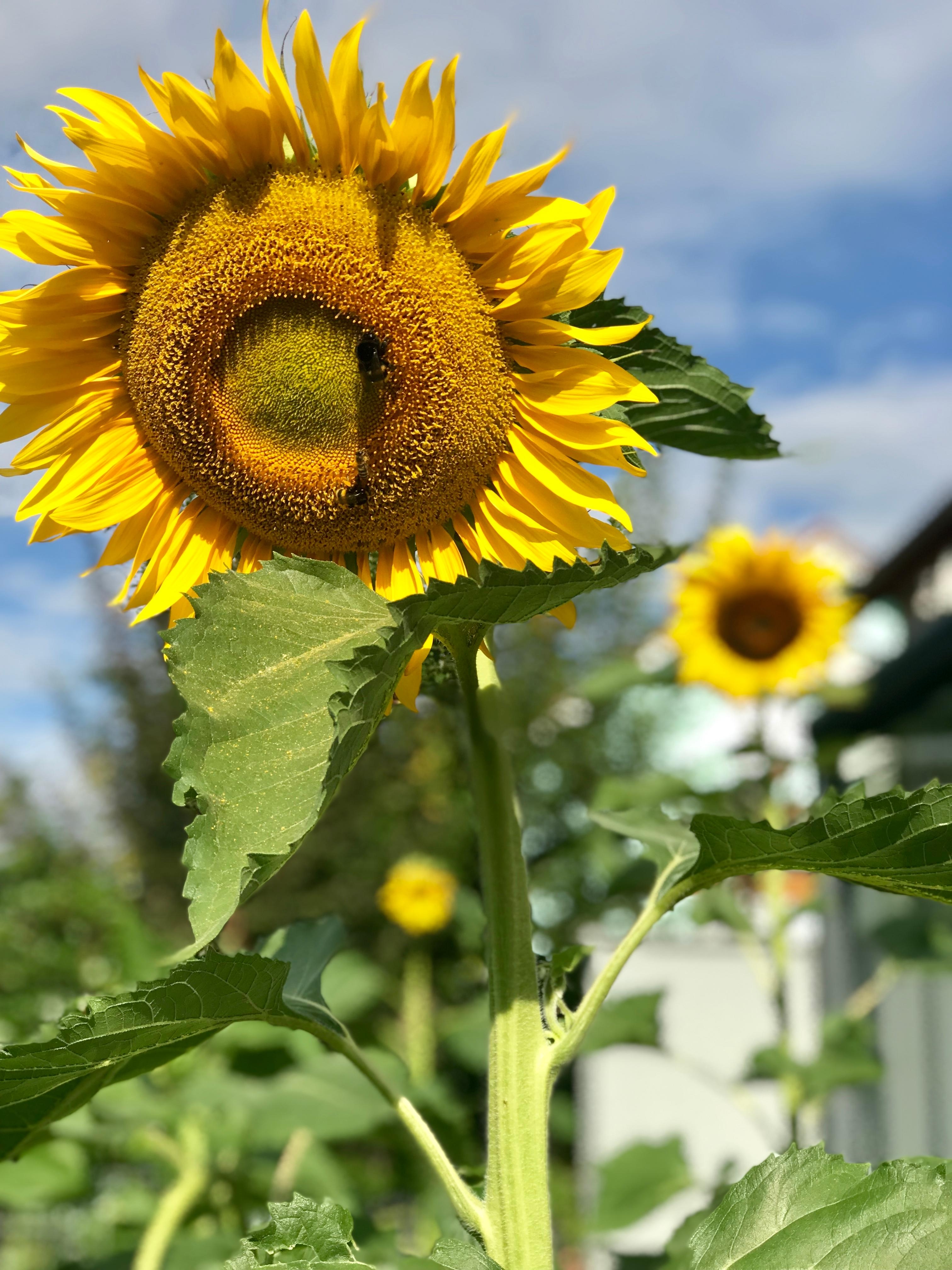 Sonnenblumen in unserem Garten #gartenliebe #sonnenblumen #sommer #summerfeeling #sonne #pflanze #bienen #detailverliebt