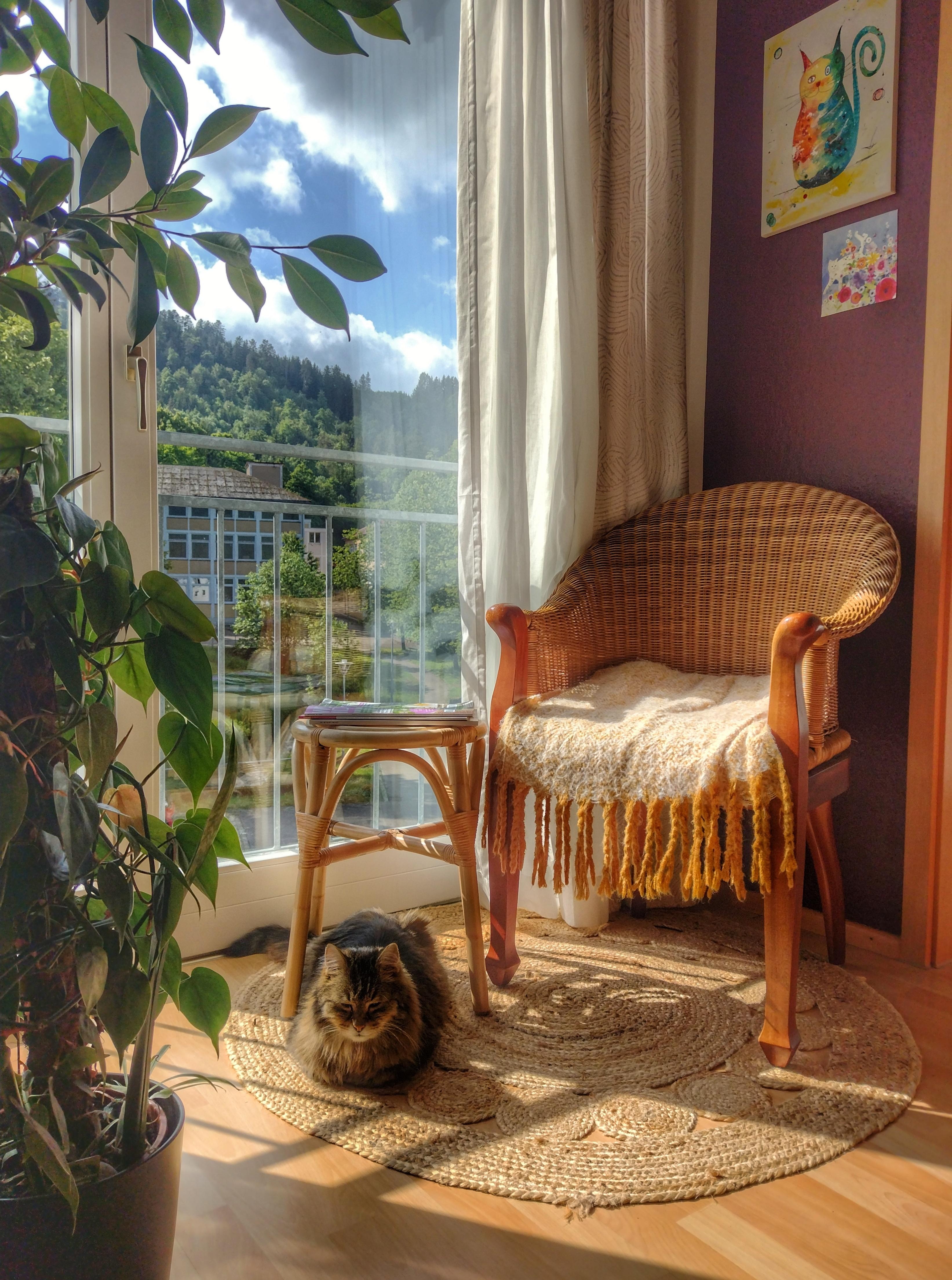 #sonnenschein #dachgeschosswohnung #vintagesessel #rattansessel #katze