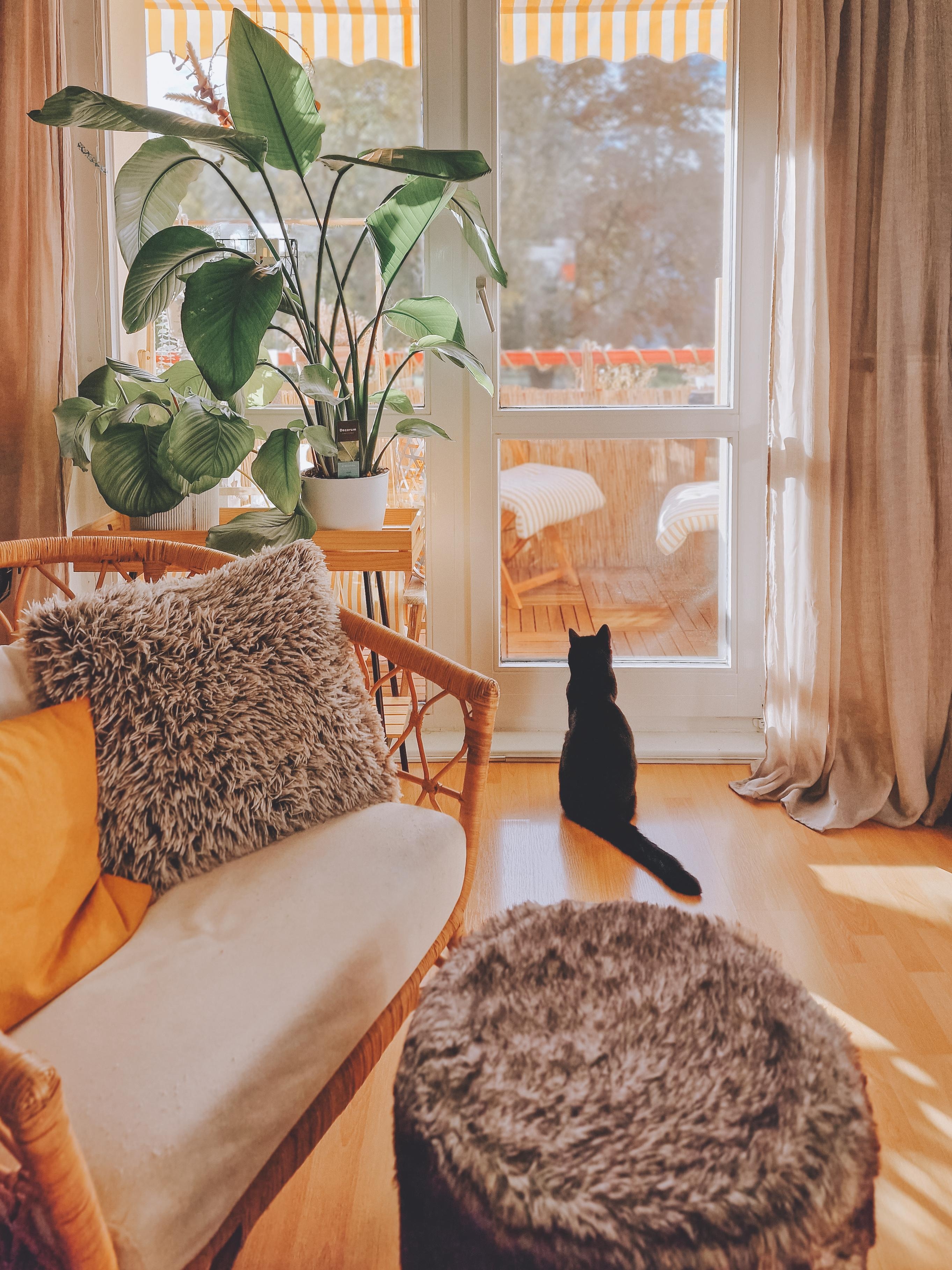 Sonnenschein und Katzenkino #Balkon #pflanzenliebe #Katze #Ausblick #Sessel #Hocker #pflanztisch 