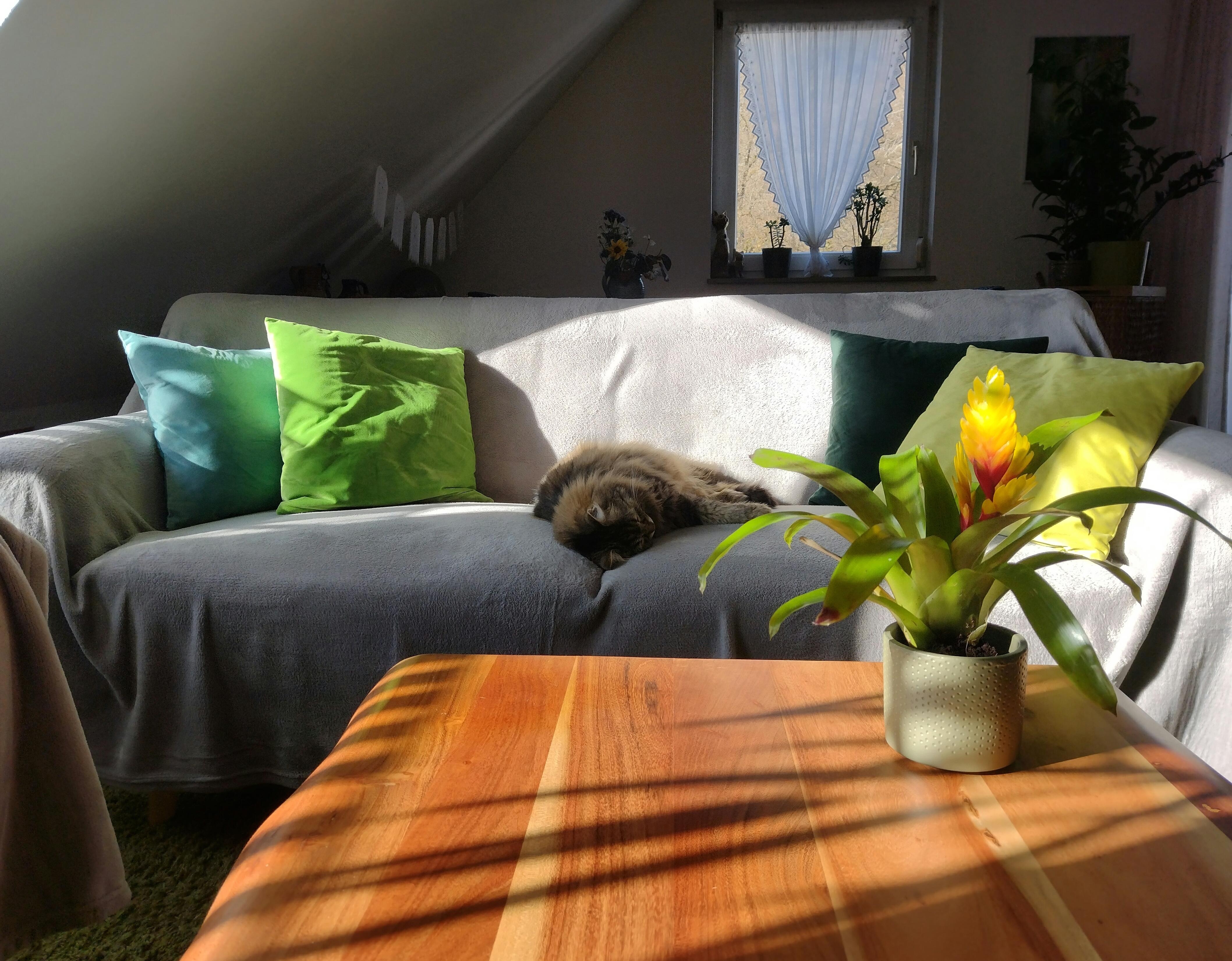 #sonnenschein #wohnzimmer #couchtisch #couch #katze #bromelie #dachgeschoss