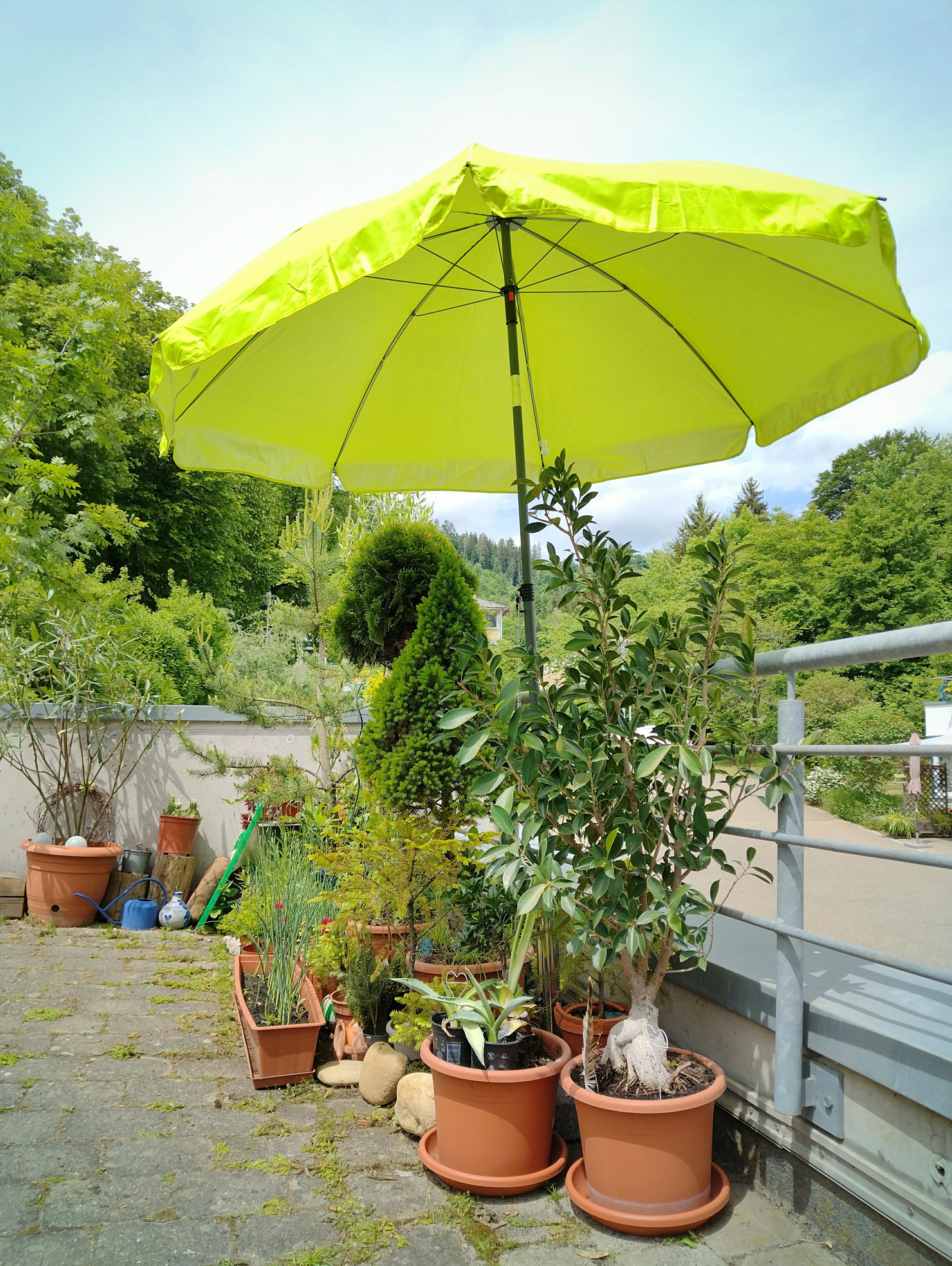 #sonnenschirm #sonnenschutz #minigarten #pflanzen #pflanzenliebe #apfelgrün #bäume #topfgarten
