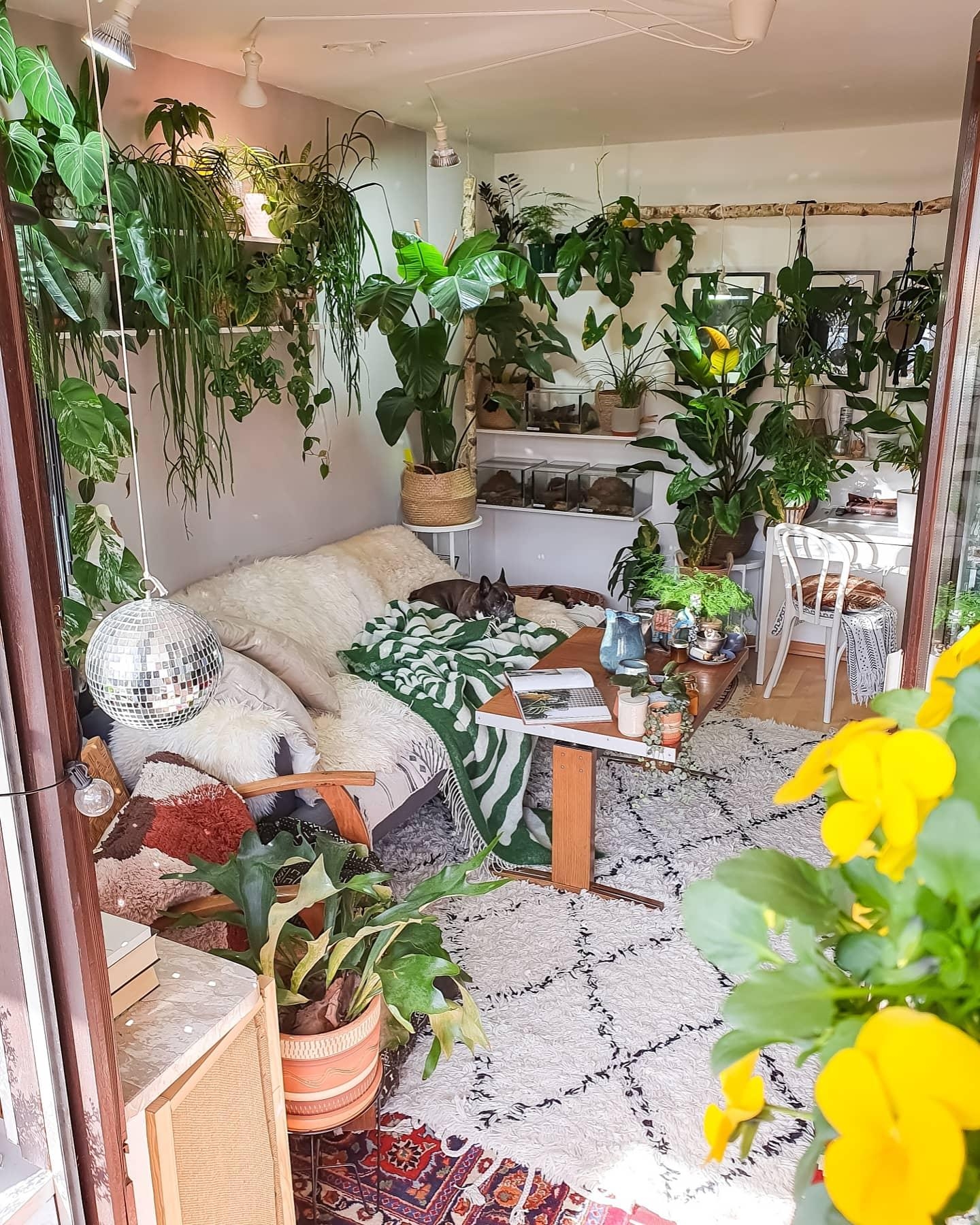 Sonnenspeicher für die nächsten Tage ☀️ #wohnzimmer #Pflanzen #couchstyle #sofa #couch 