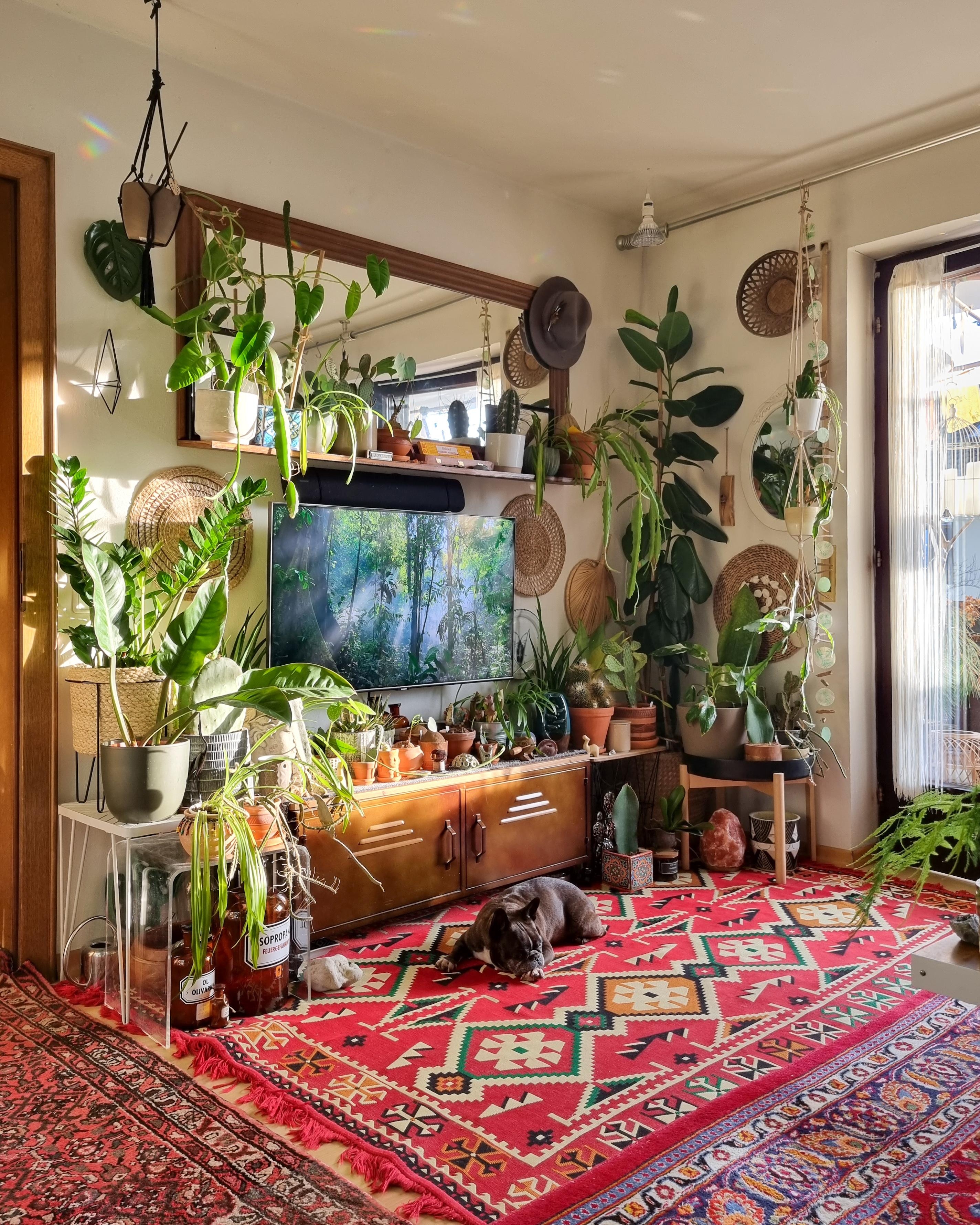 Sonnentag zum Wochenteiler ☀️ #Wohnzimmer #Pflanzen #Fernseher #Regal #Spiegel #Teppich #Kommode #sideboard #lowboard