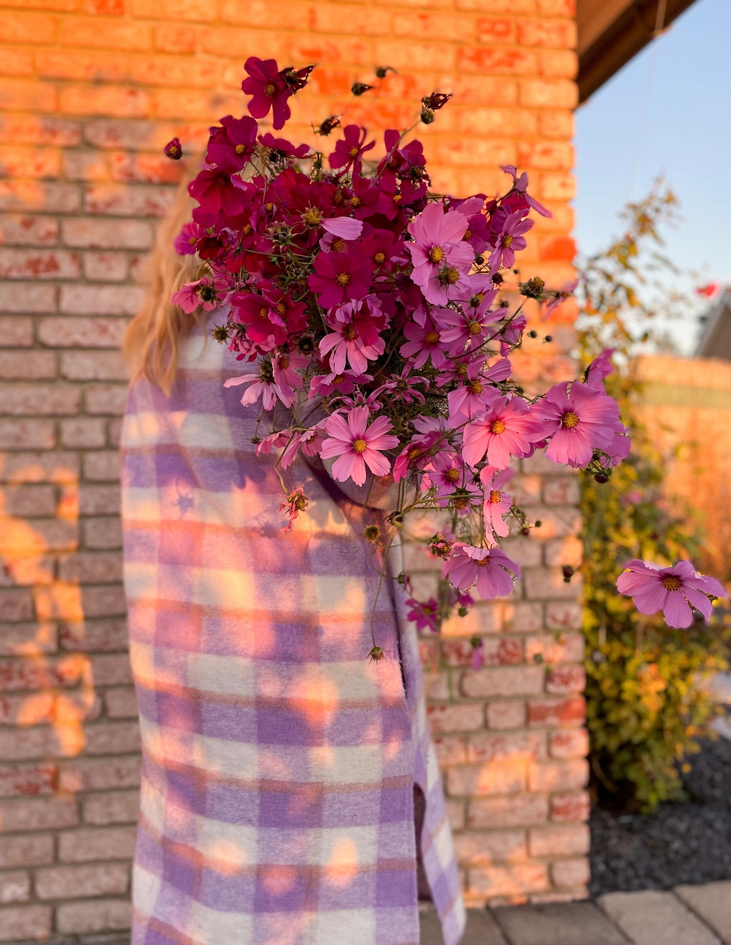 Sonnenuntergang und Kosmeen #farmerflorist #slowflowers #freshflowers #frischeblumen #couchstyle