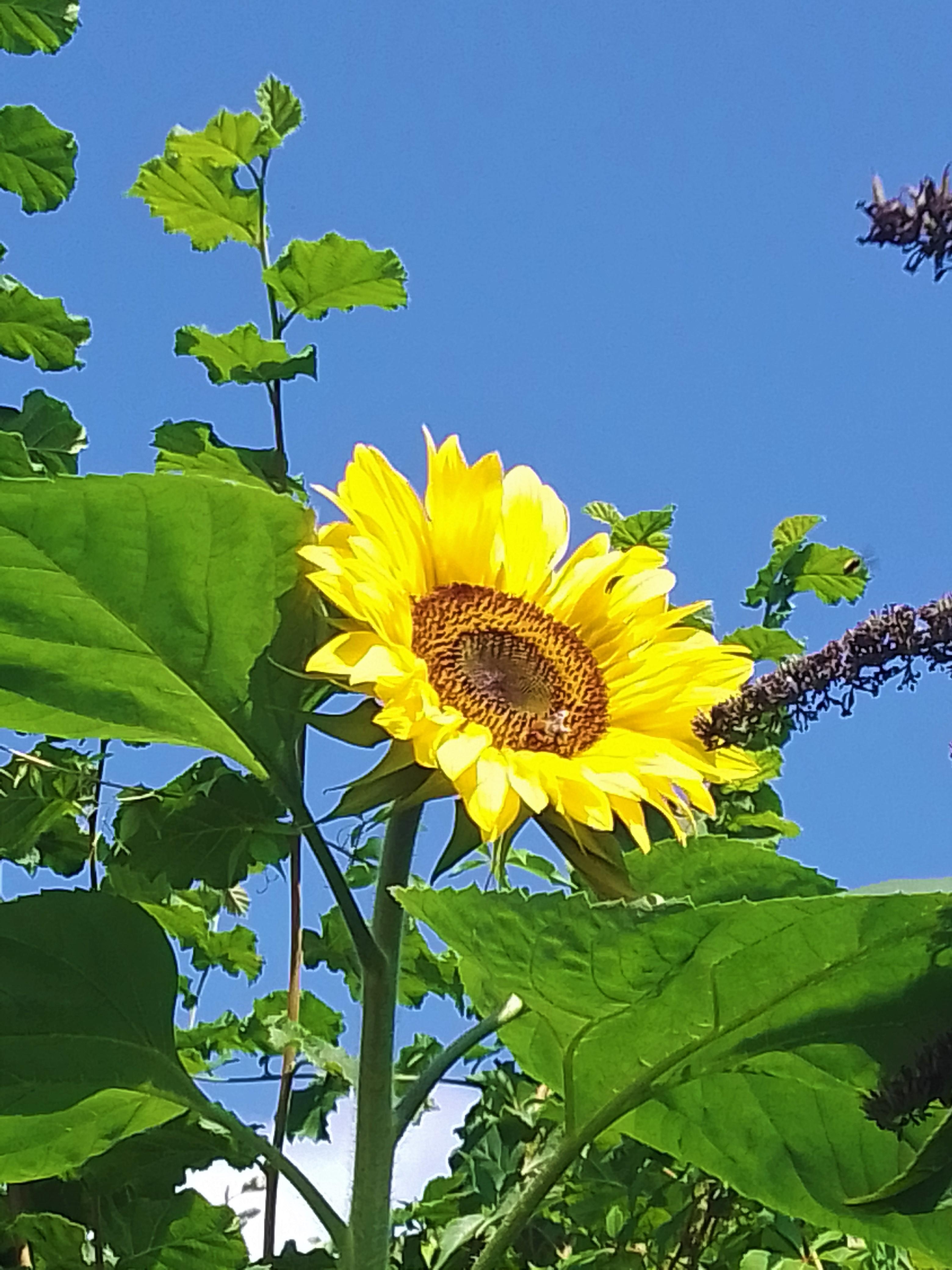 #SonnigerSeptember #fleißigeBienchen #RiesenSonnenblume