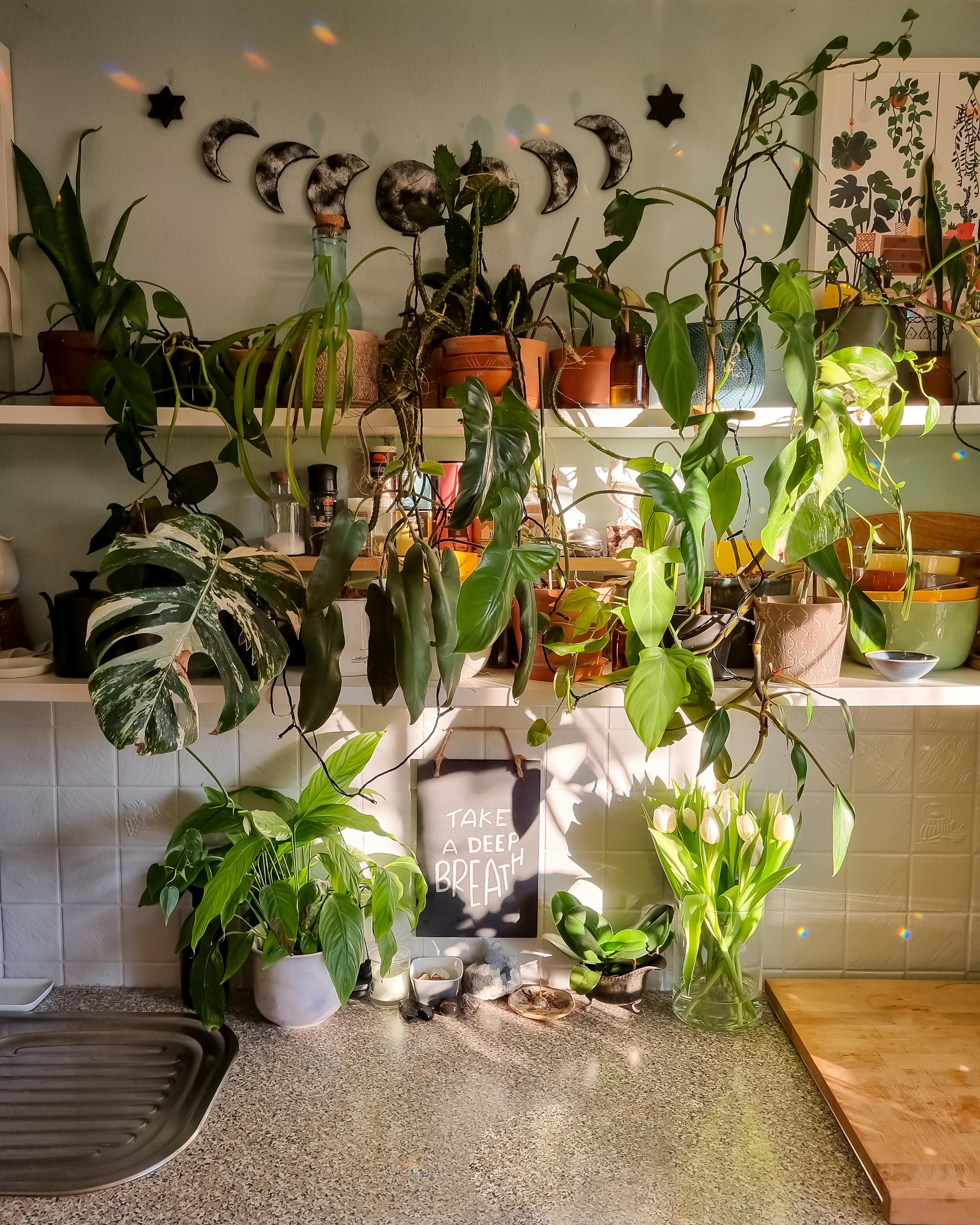Sonntag ✌🏼🌿 #Küche #Pflanzen #Regal #Keramik #Geschirr #übertopf #Vase #Poster #Galerie #Girlande #Mondgirlande 