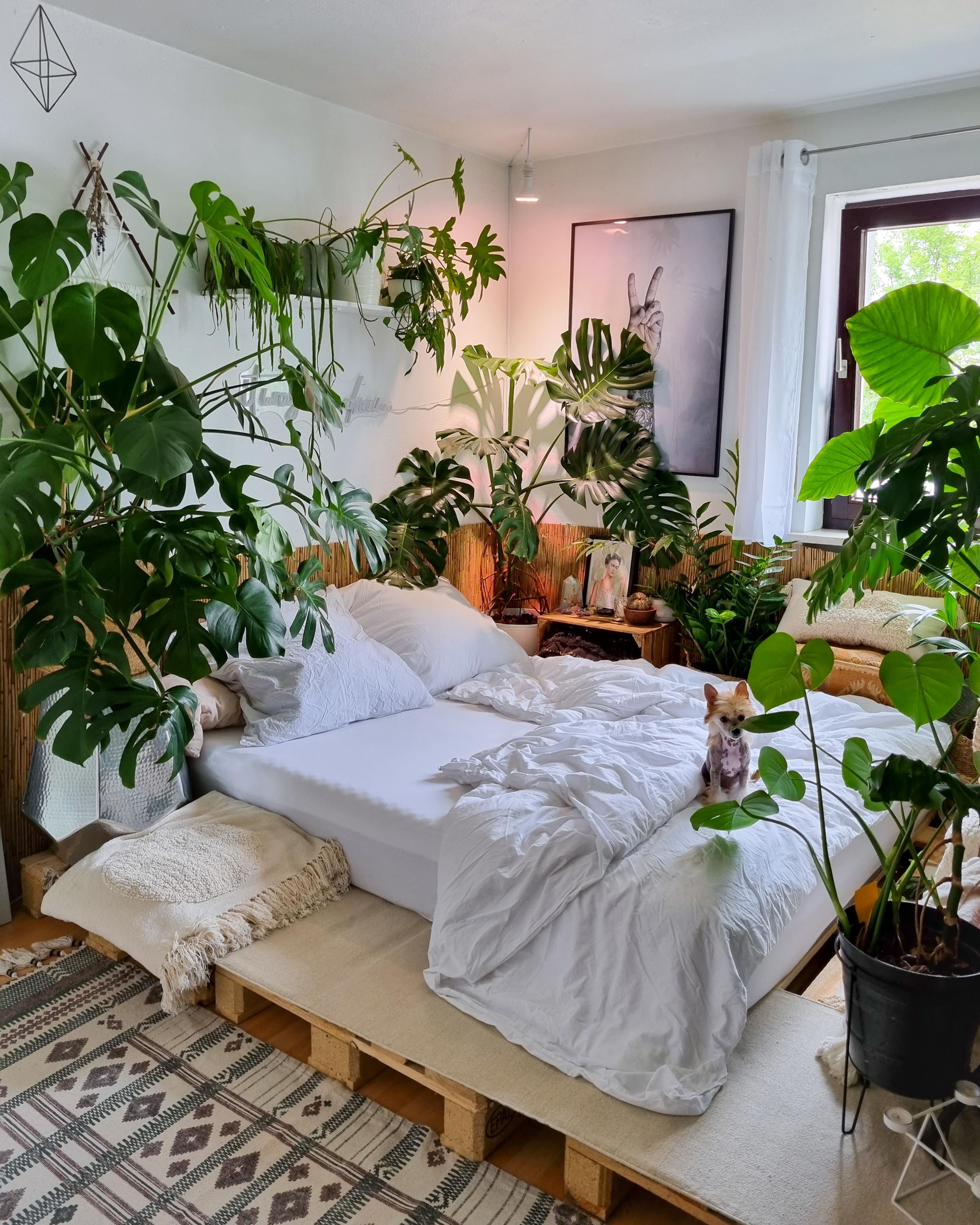 Sonntag 🪴✌🏼 #Schlafzimmer #Pflanzen #monstera #Bett #Paletten #palettenbett #urbanjungle #Kissen #Decke 