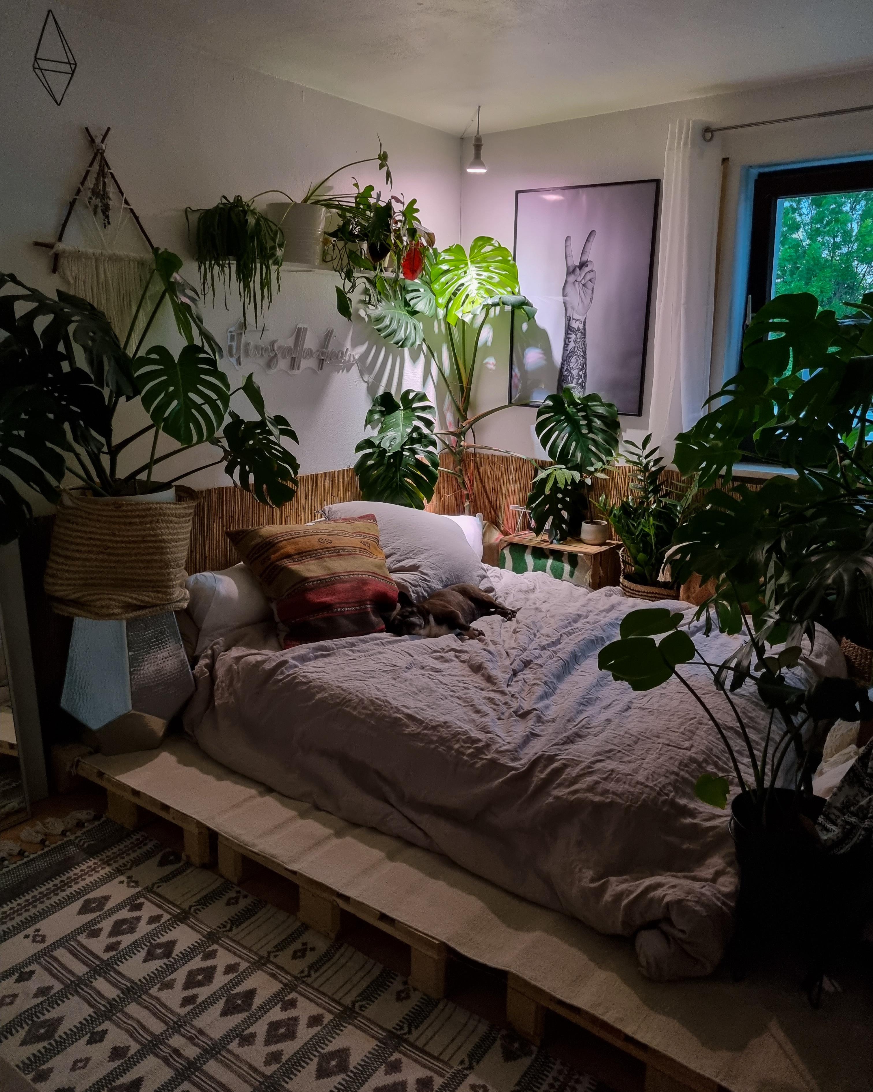 Sonntag ❤️  #Schlafzimmer #Pflanzen #Monstera #Paletten #Bett #Podest #palettenbett #Decke #kissen