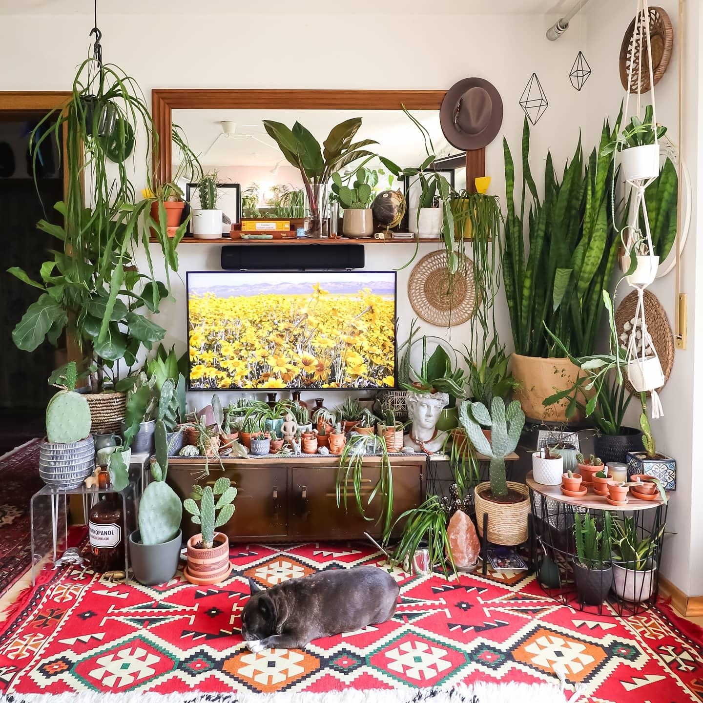 Sonntagabend #wohnzimmer #Pflanzen #boho #hippie #kommode #couchstyle #sideboard #lowboard 